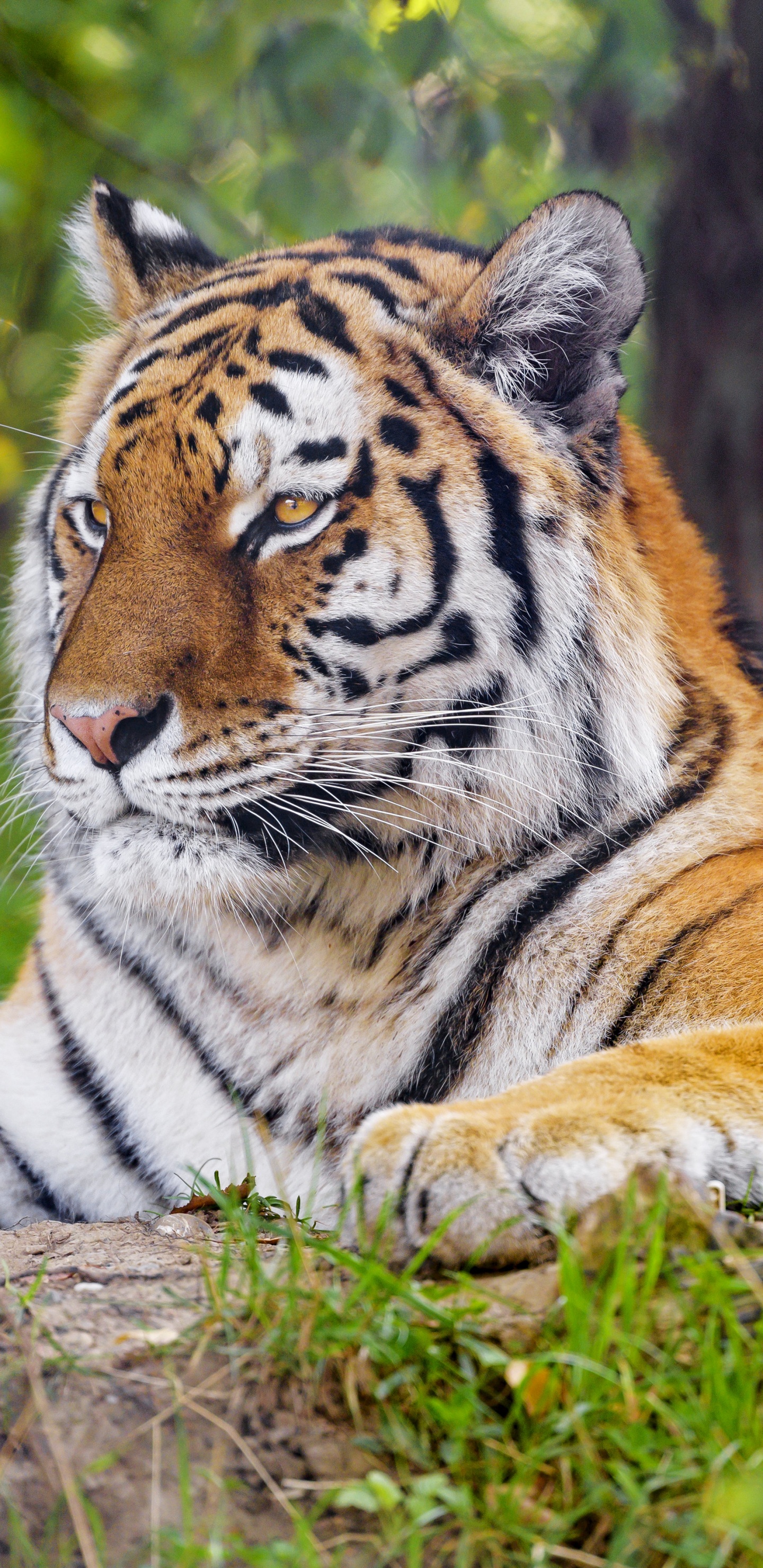 Обои тигр, бенгальский тигр, Амурский тигр, растение, растительное сообщество в разрешении 1440x2960