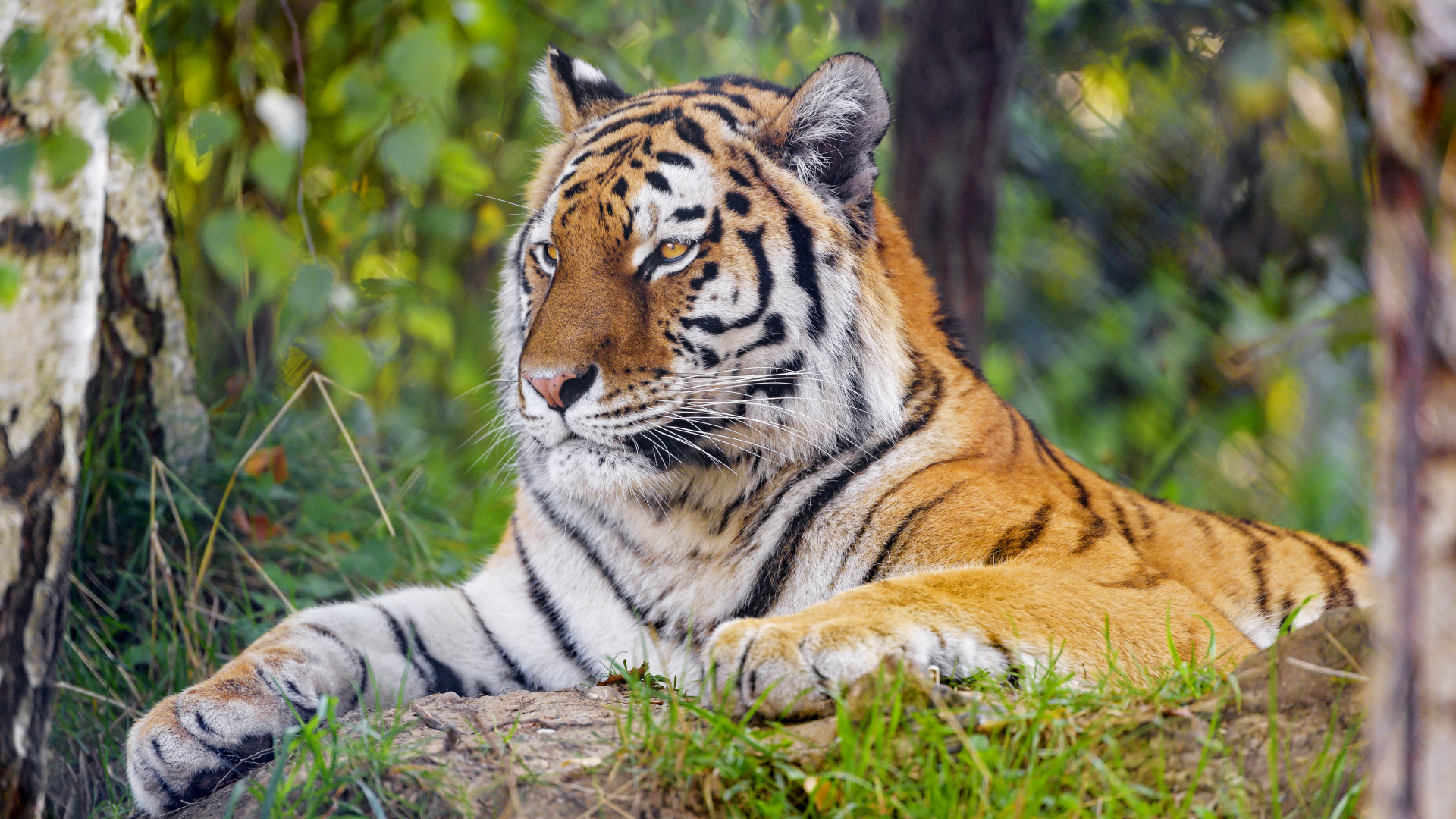 Обои тигр, бенгальский тигр, Амурский тигр, растение, растительное сообщество в разрешении 1920x1080