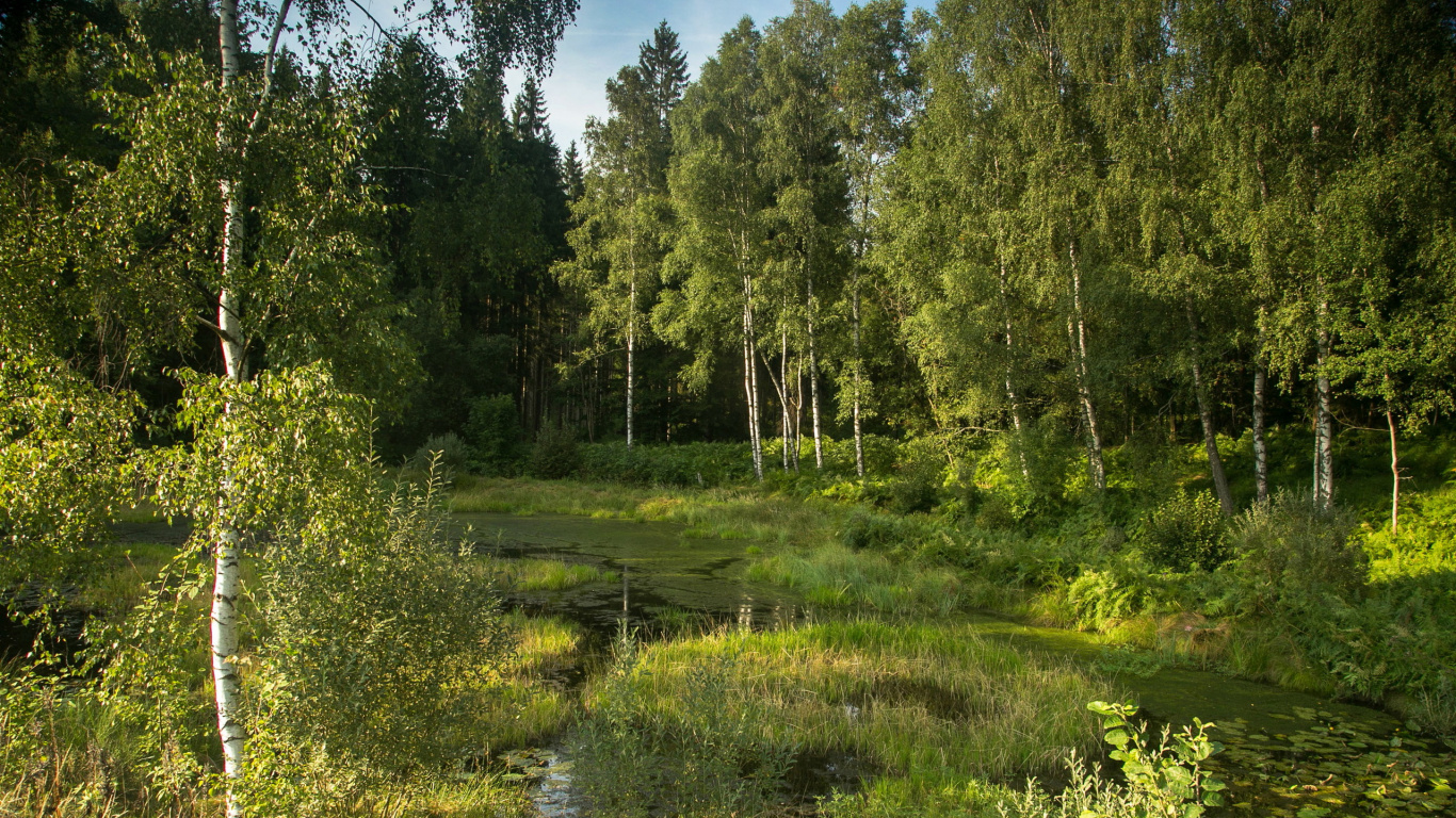 Обои растительность, береза, лес, дерево, тугай в разрешении 1366x768