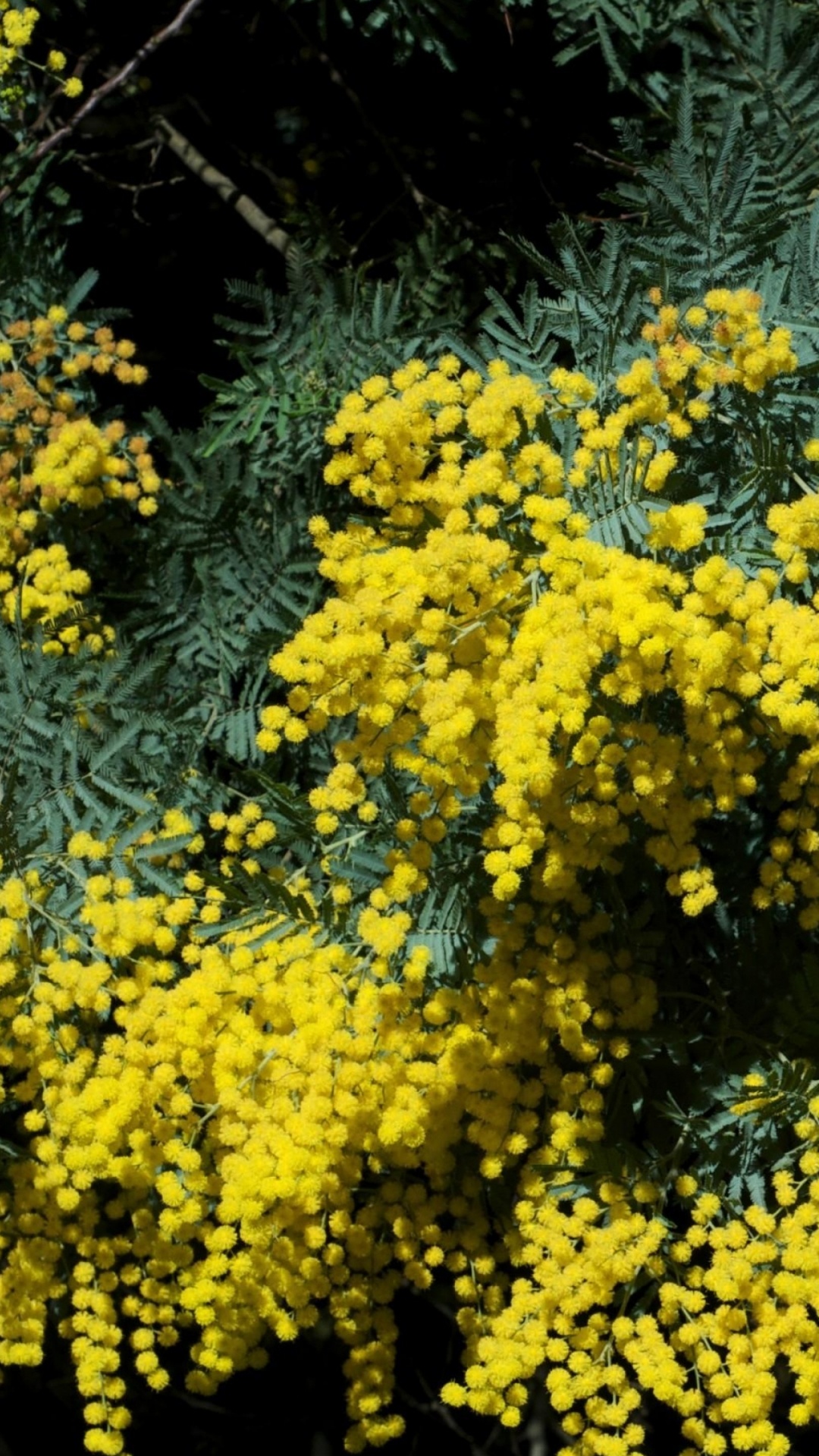 Обои желтый, полукустарник, мимоза, полукустарниковые, вечнозеленое растение в разрешении 1080x1920
