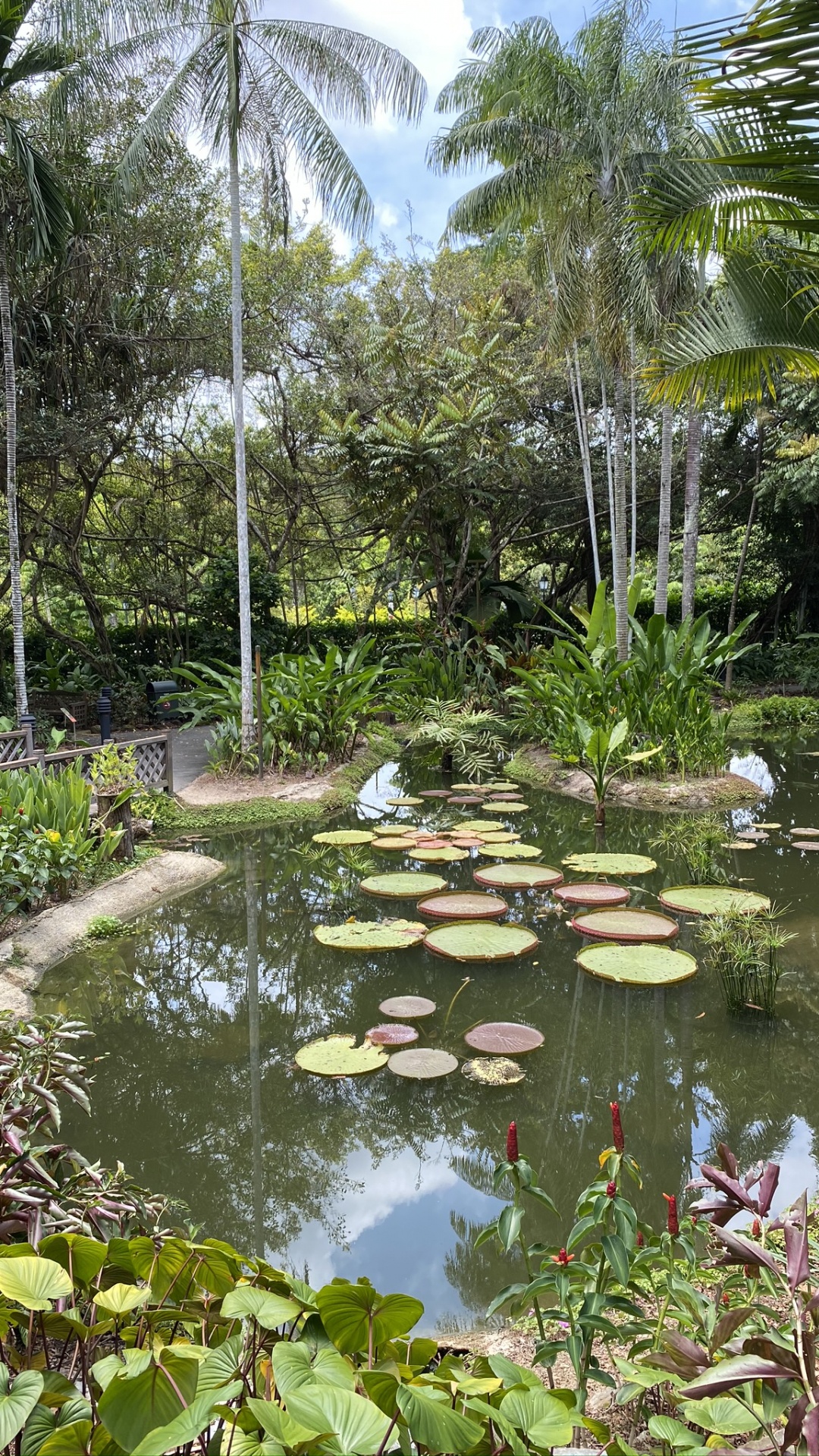 Обои вода, водоем, растительность, растение, водное растение в разрешении 1080x1920