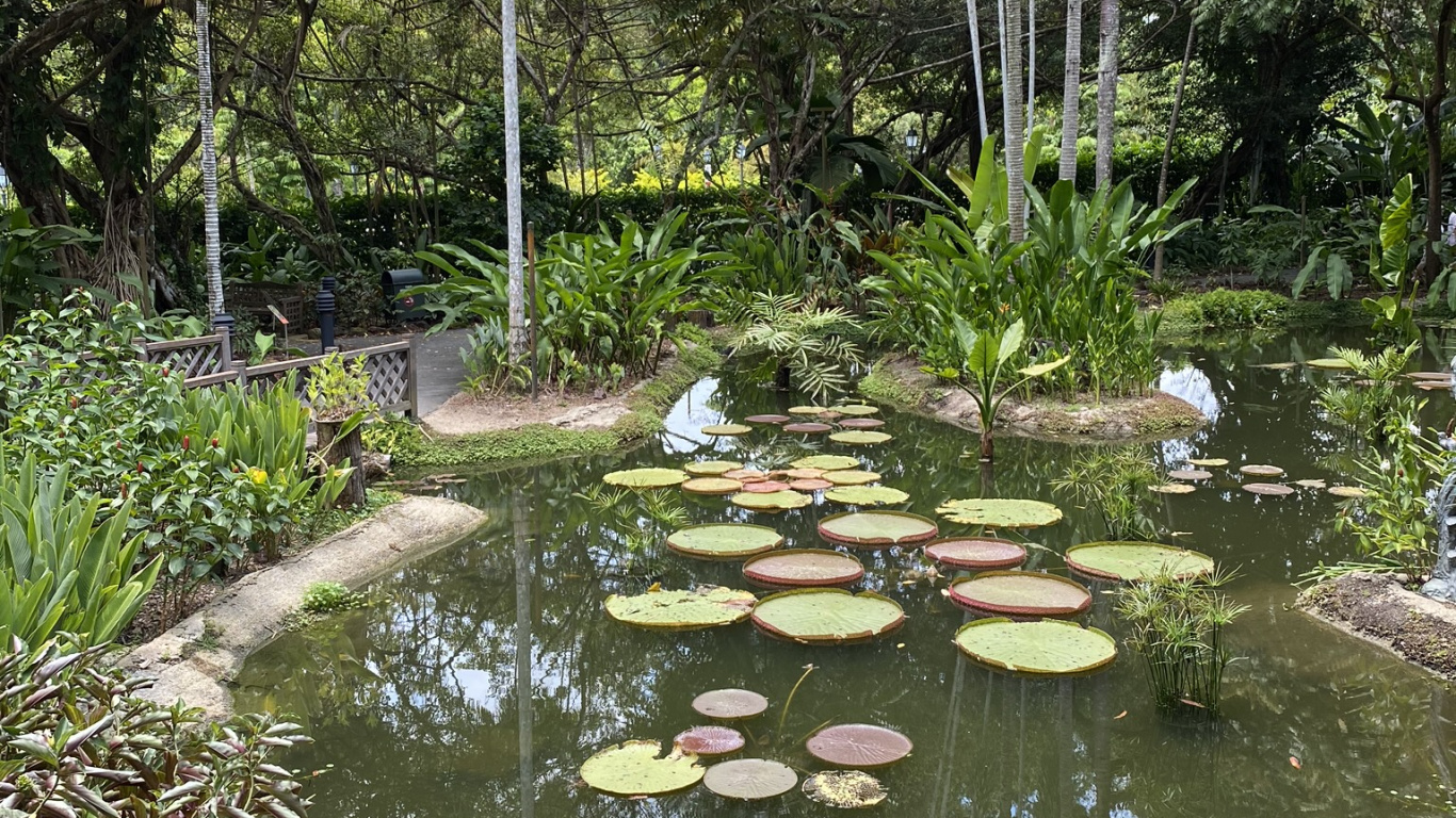 Обои вода, водоем, растительность, растение, водное растение в разрешении 1366x768