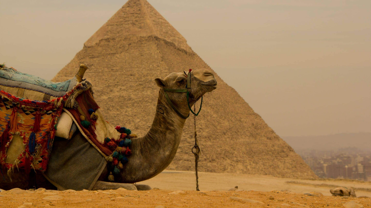 Обои пирамида, верблюд, арабский верблюд, историческое место, памятник в разрешении 1280x720