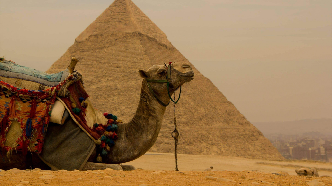 Обои пирамида, верблюд, арабский верблюд, историческое место, памятник в разрешении 1366x768
