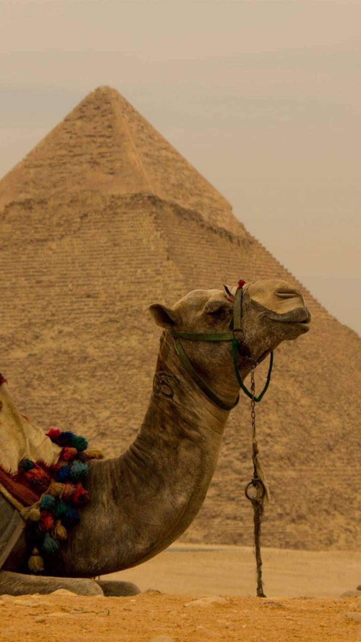 Обои пирамида, верблюд, арабский верблюд, историческое место, памятник в разрешении 720x1280