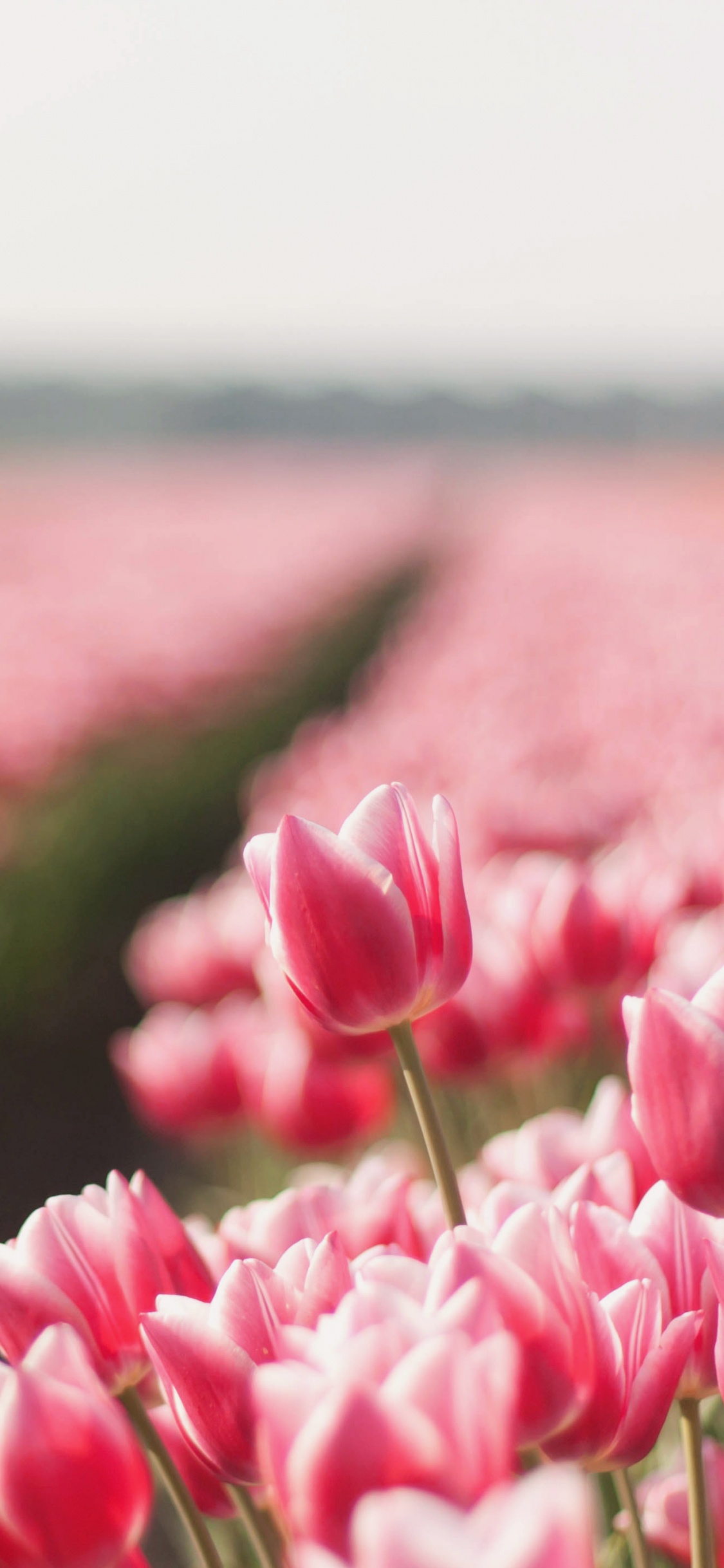 Обои цветок, цветковое растение, розовый, тюльпаны, лепесток в разрешении 1125x2436