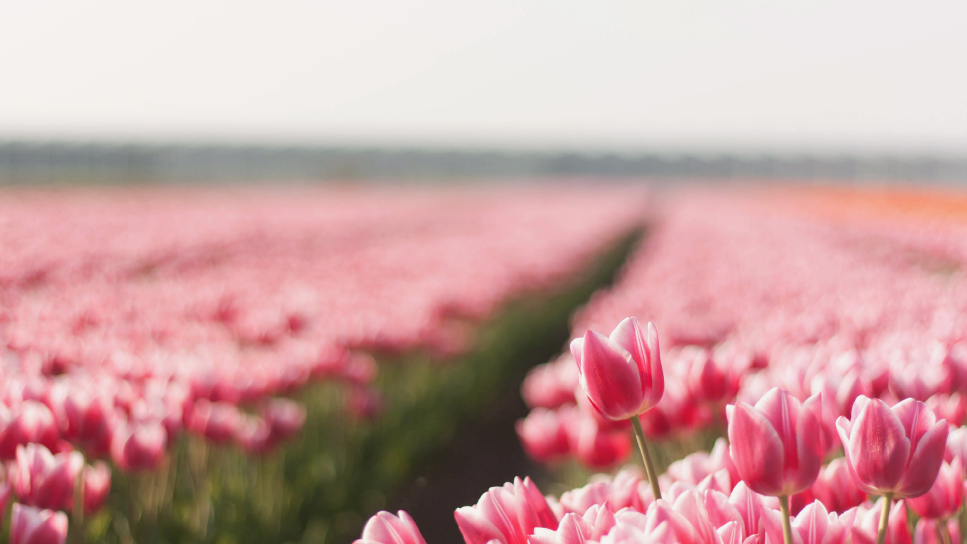 Обои цветок, цветковое растение, розовый, тюльпаны, лепесток в разрешении 1366x768