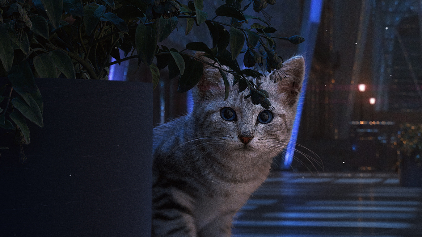 Обои русская голубая, черная кошка, котенок, кот, растение в разрешении 1366x768