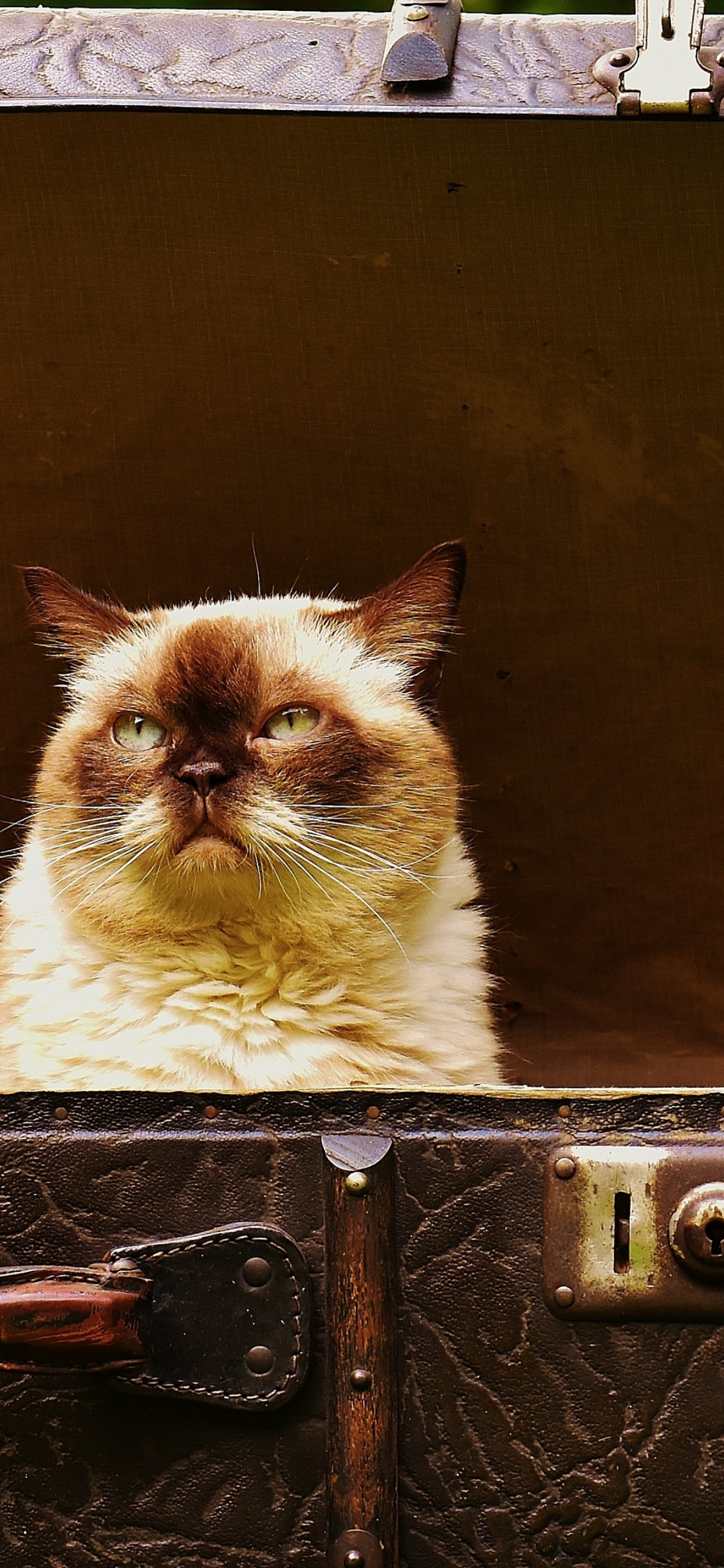 Обои британская короткошерстная, котенок, багаж, фауна, кошачье кафе в разрешении 1125x2436