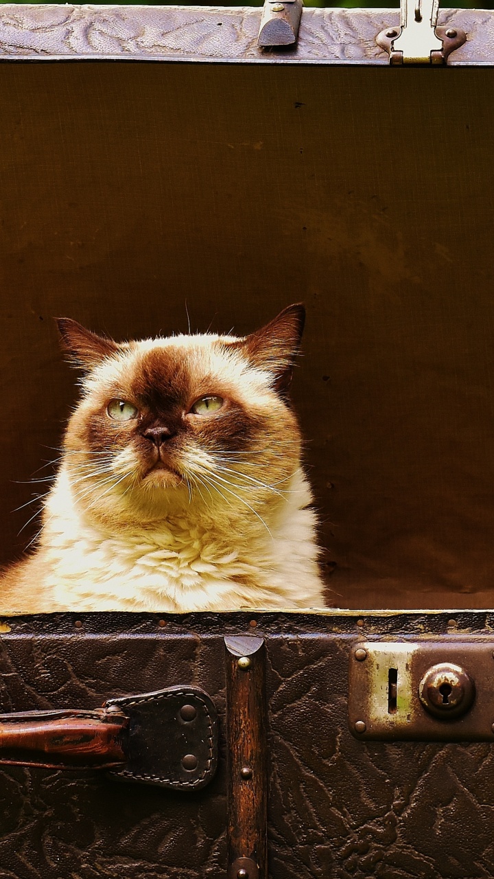 Обои британская короткошерстная, котенок, багаж, фауна, кошачье кафе в разрешении 720x1280