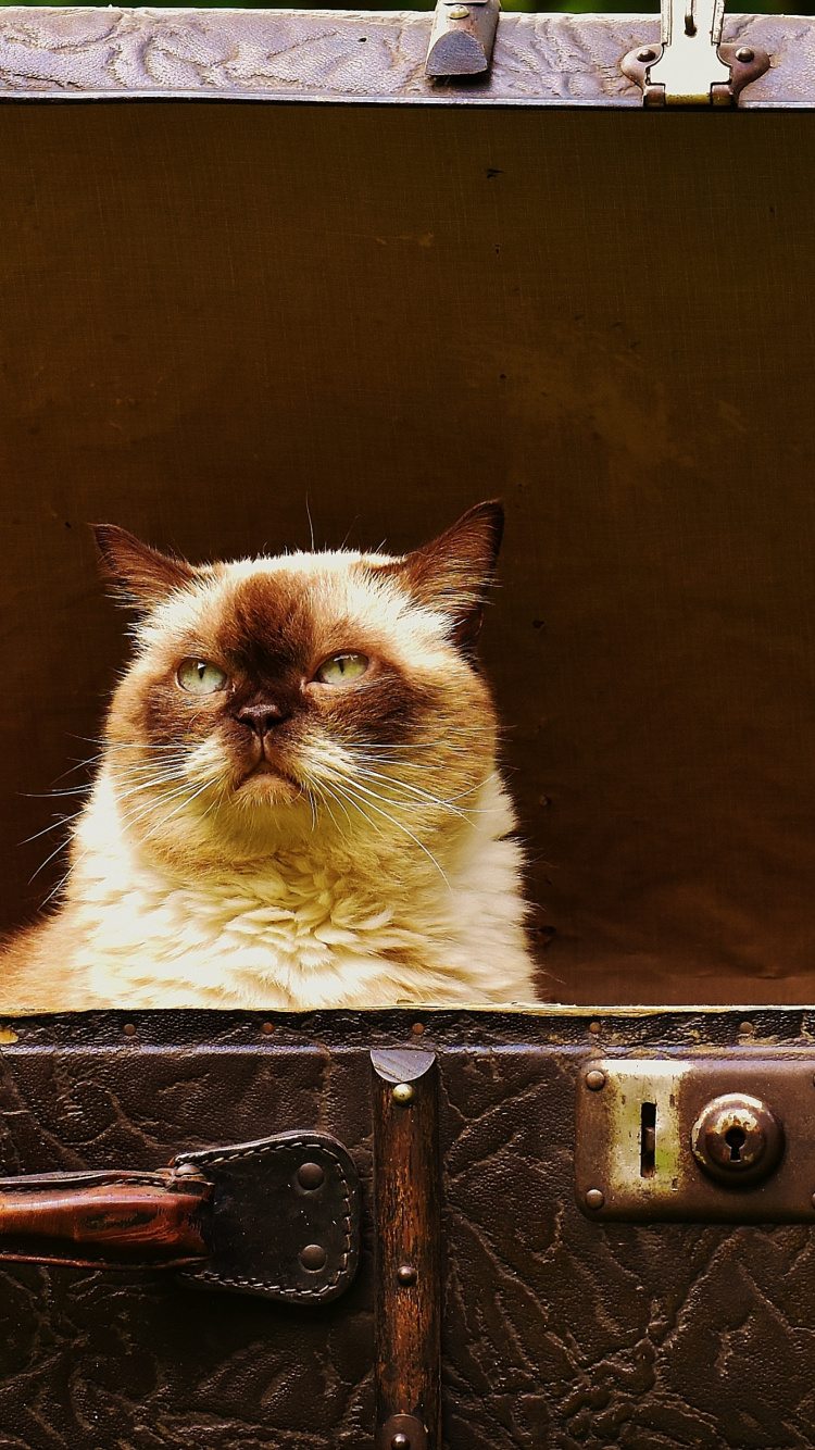 Обои британская короткошерстная, котенок, багаж, фауна, кошачье кафе в разрешении 750x1334