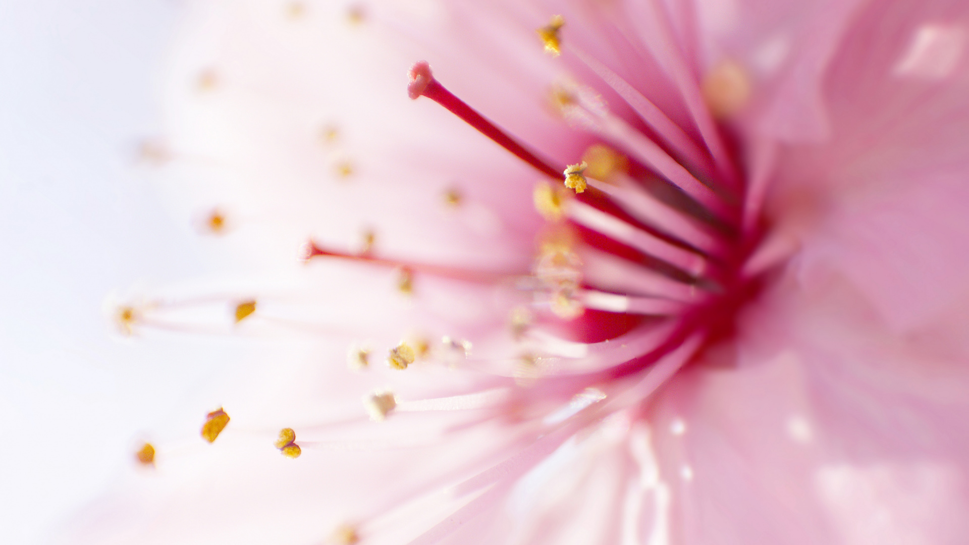 Обои крупный план, пыльца, цветок, розовый, весна в разрешении 1920x1080