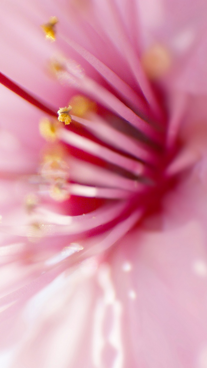 Обои крупный план, пыльца, цветок, розовый, весна в разрешении 720x1280