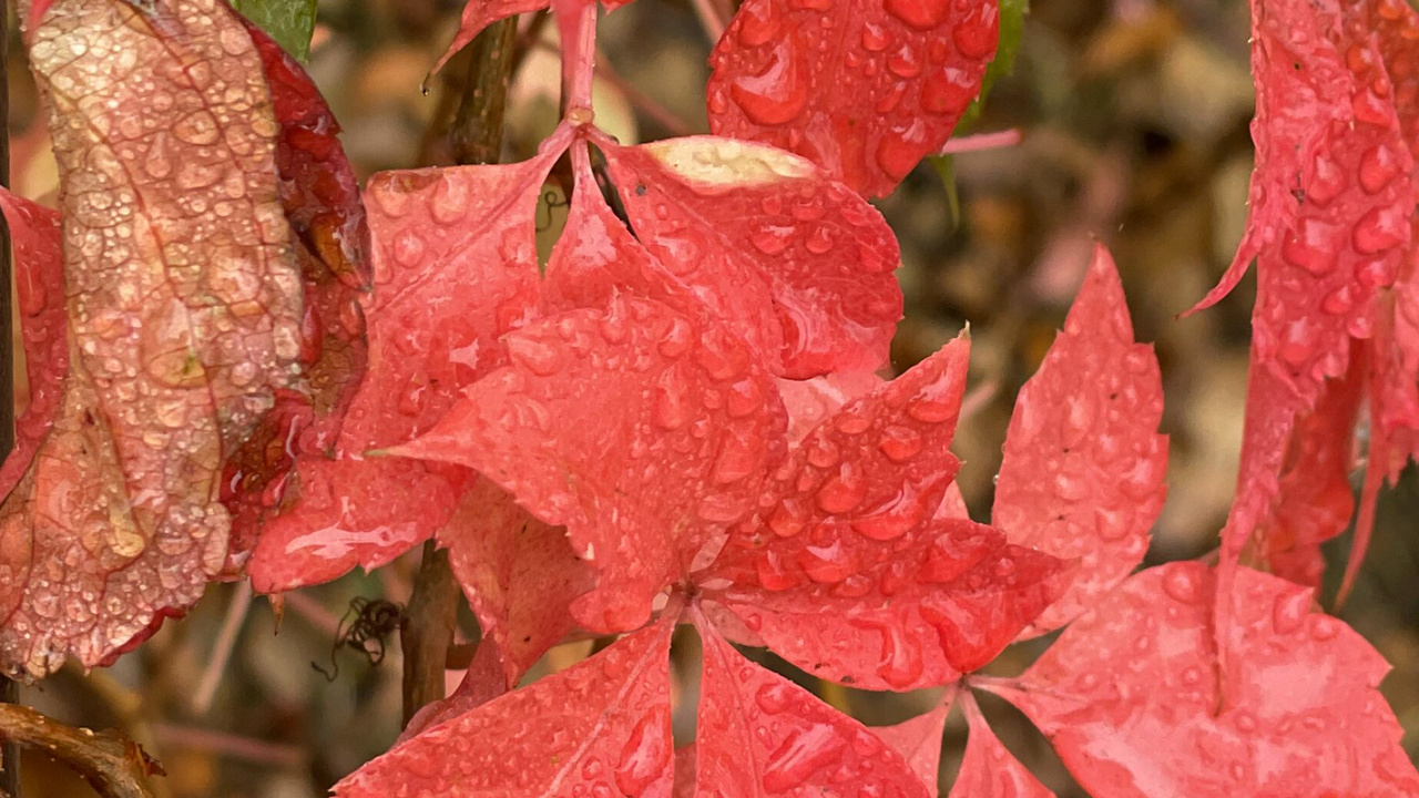 Обои лист, красный цвет, древесные растения, наземное растение, листопадные в разрешении 1280x720