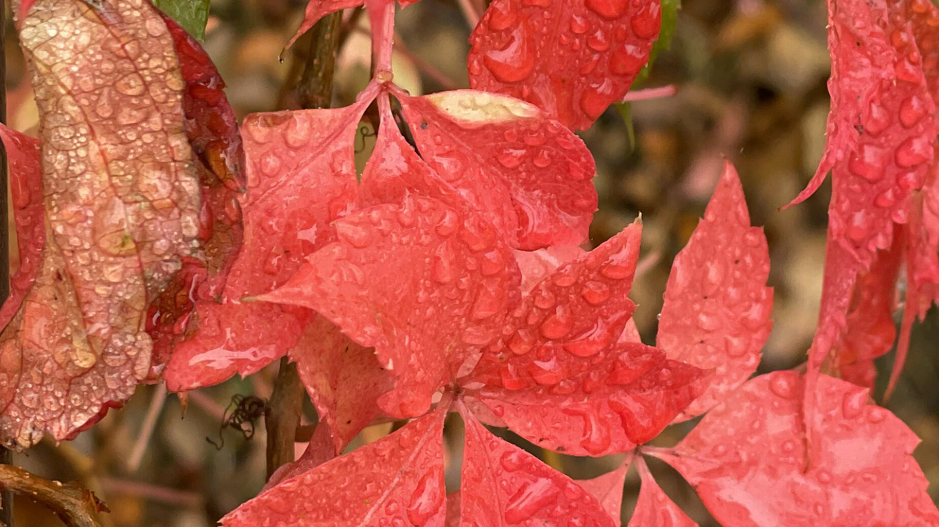 Обои лист, красный цвет, древесные растения, наземное растение, листопадные в разрешении 1366x768