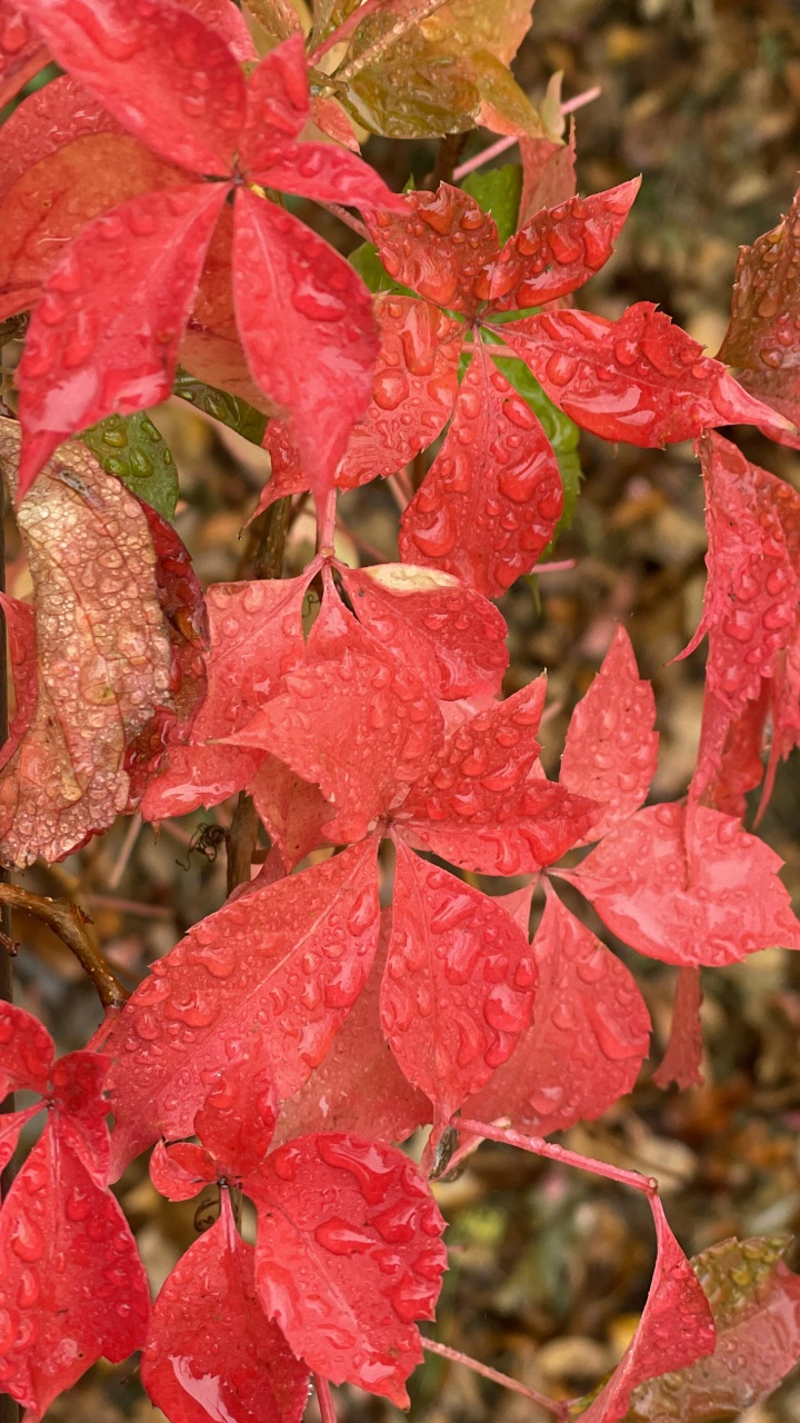 Обои лист, красный цвет, древесные растения, наземное растение, листопадные в разрешении 720x1280