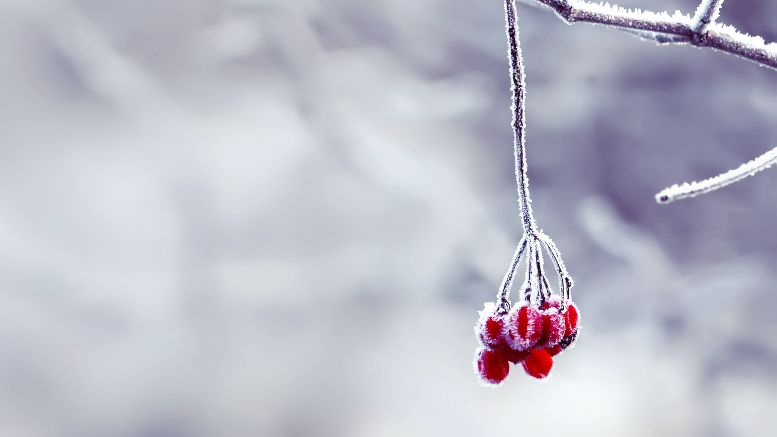 Обои красный цвет, зима, замораживание, ювелирные изделия, ветвь в разрешении 2560x1440