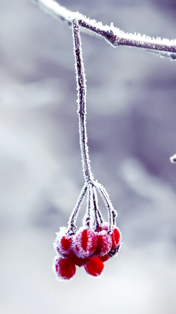 Обои красный цвет, зима, замораживание, ювелирные изделия, ветвь в разрешении 720x1280