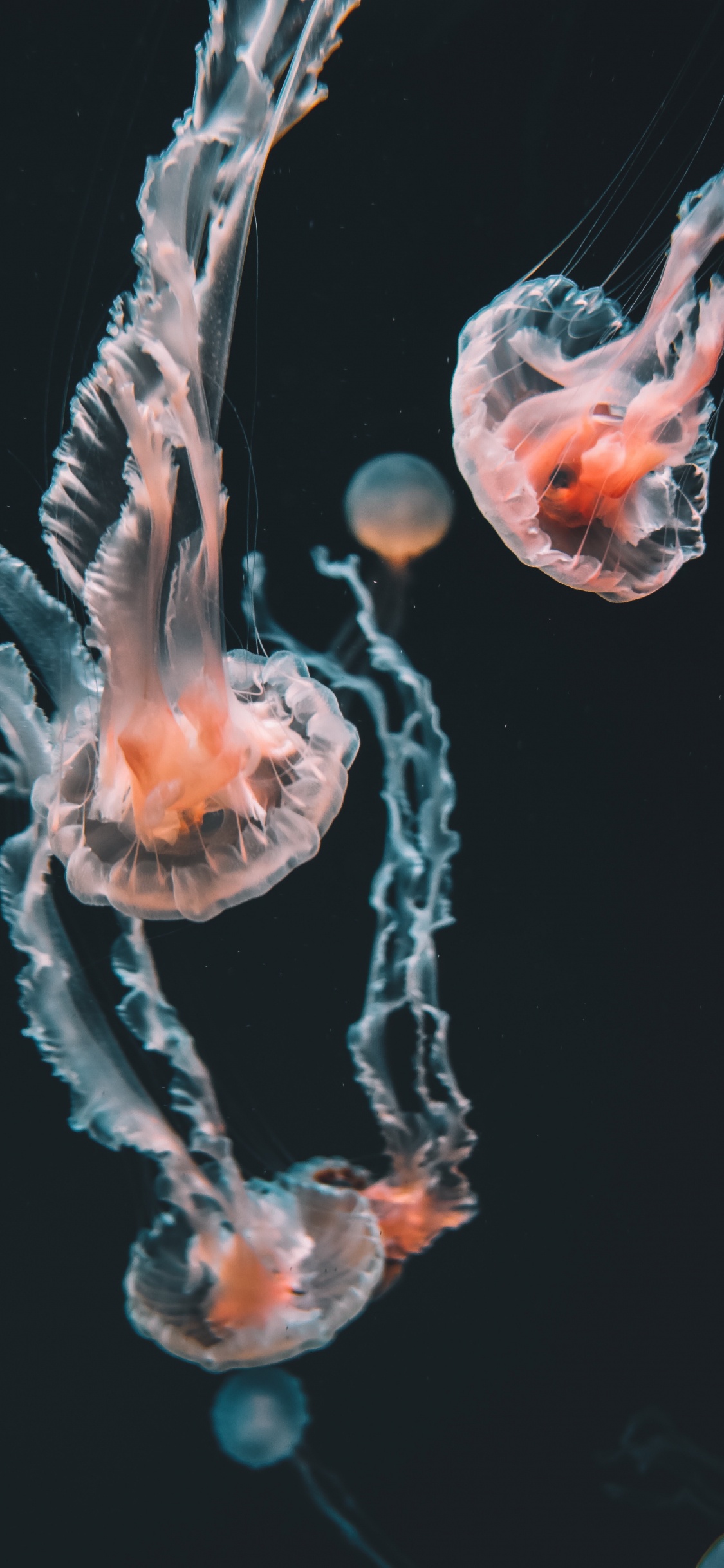 Обои Кубомедузы, голубая медуза, Медуза, Пелагия noctiluca, cnidaria в разрешении 1125x2436