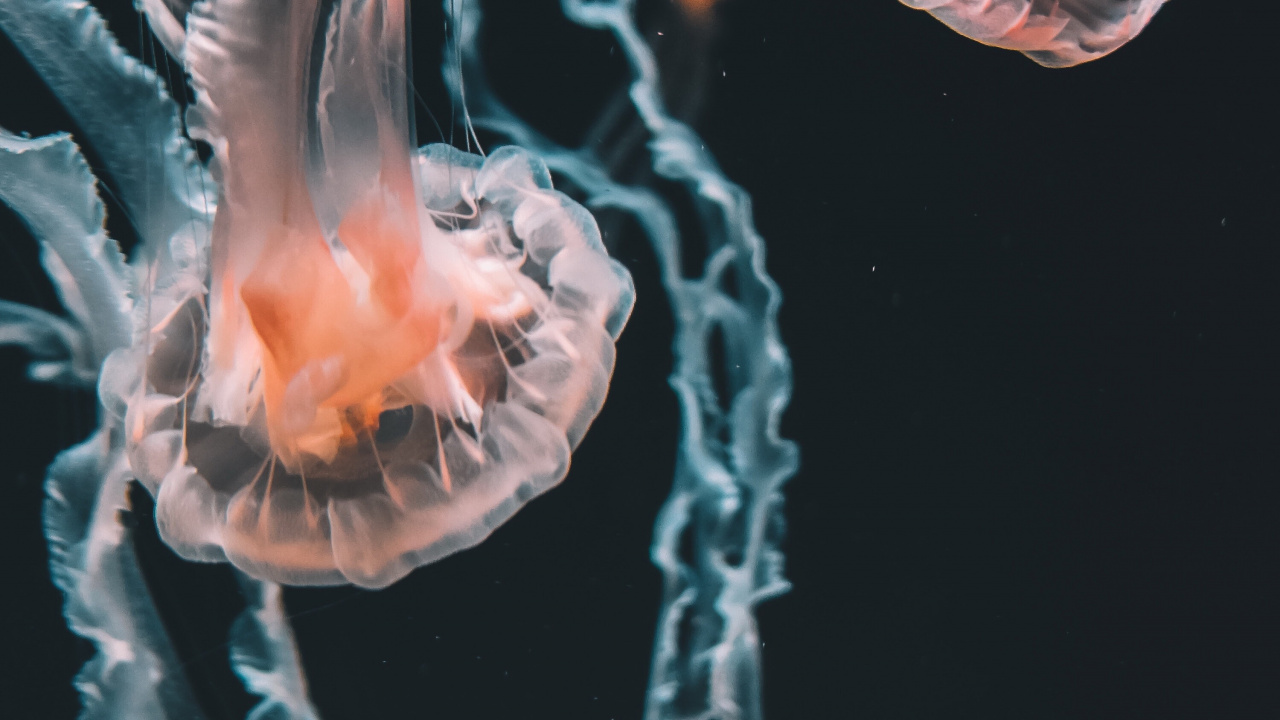 Обои Кубомедузы, голубая медуза, Медуза, Пелагия noctiluca, cnidaria в разрешении 1280x720