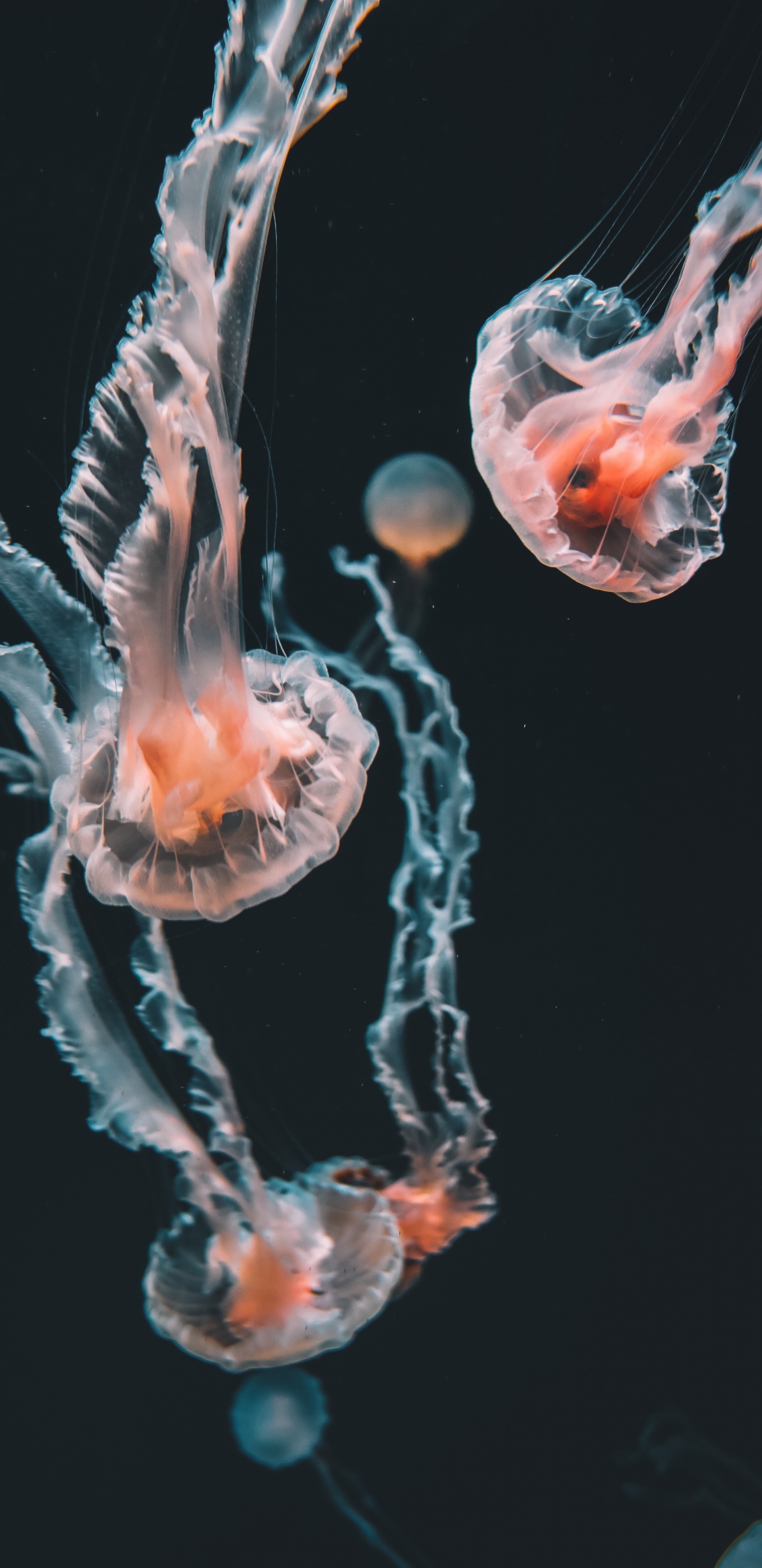 Обои Кубомедузы, голубая медуза, Медуза, Пелагия noctiluca, cnidaria в разрешении 1440x2960