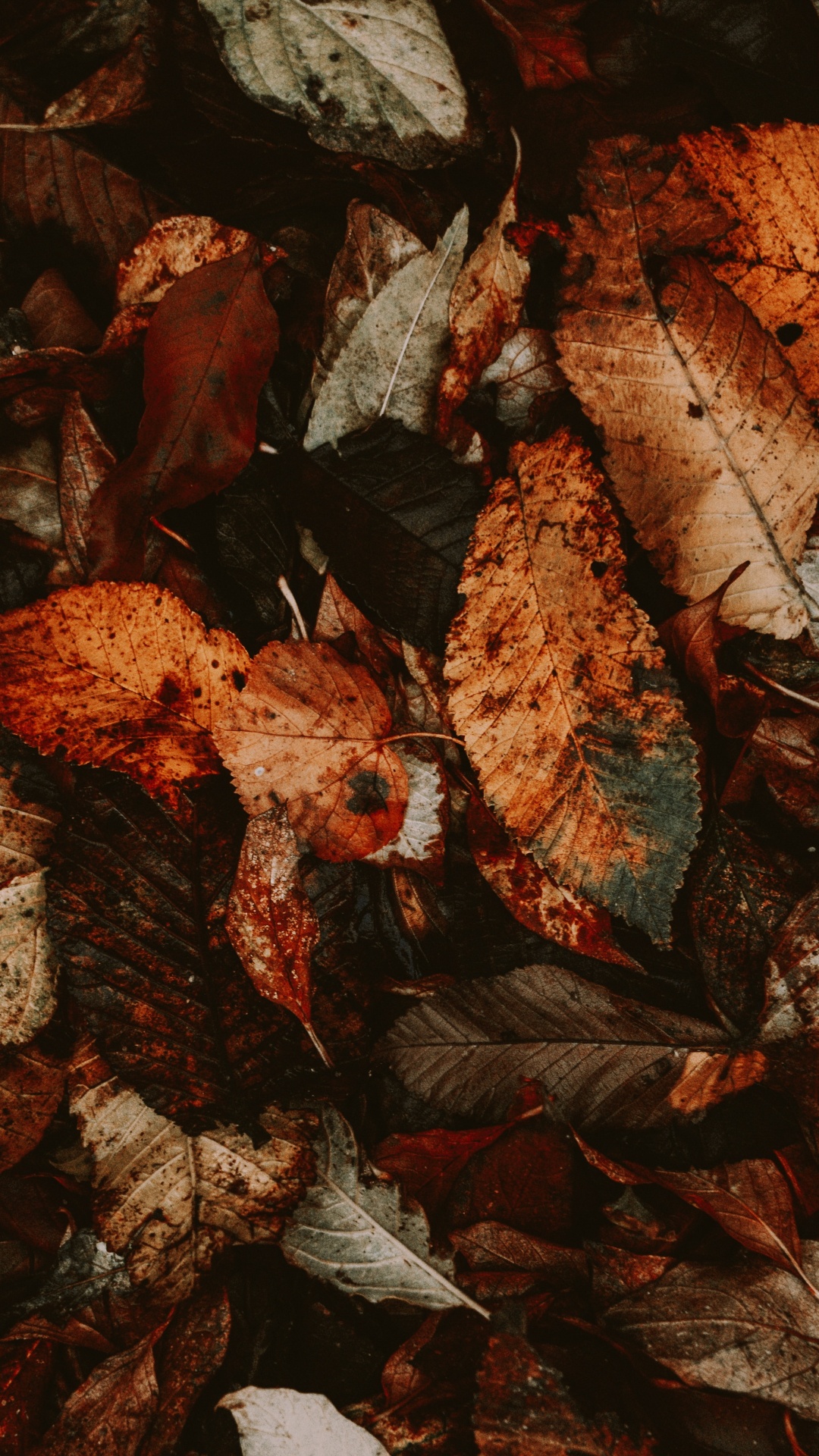 Обои лист, рок, растение, осень в разрешении 1080x1920