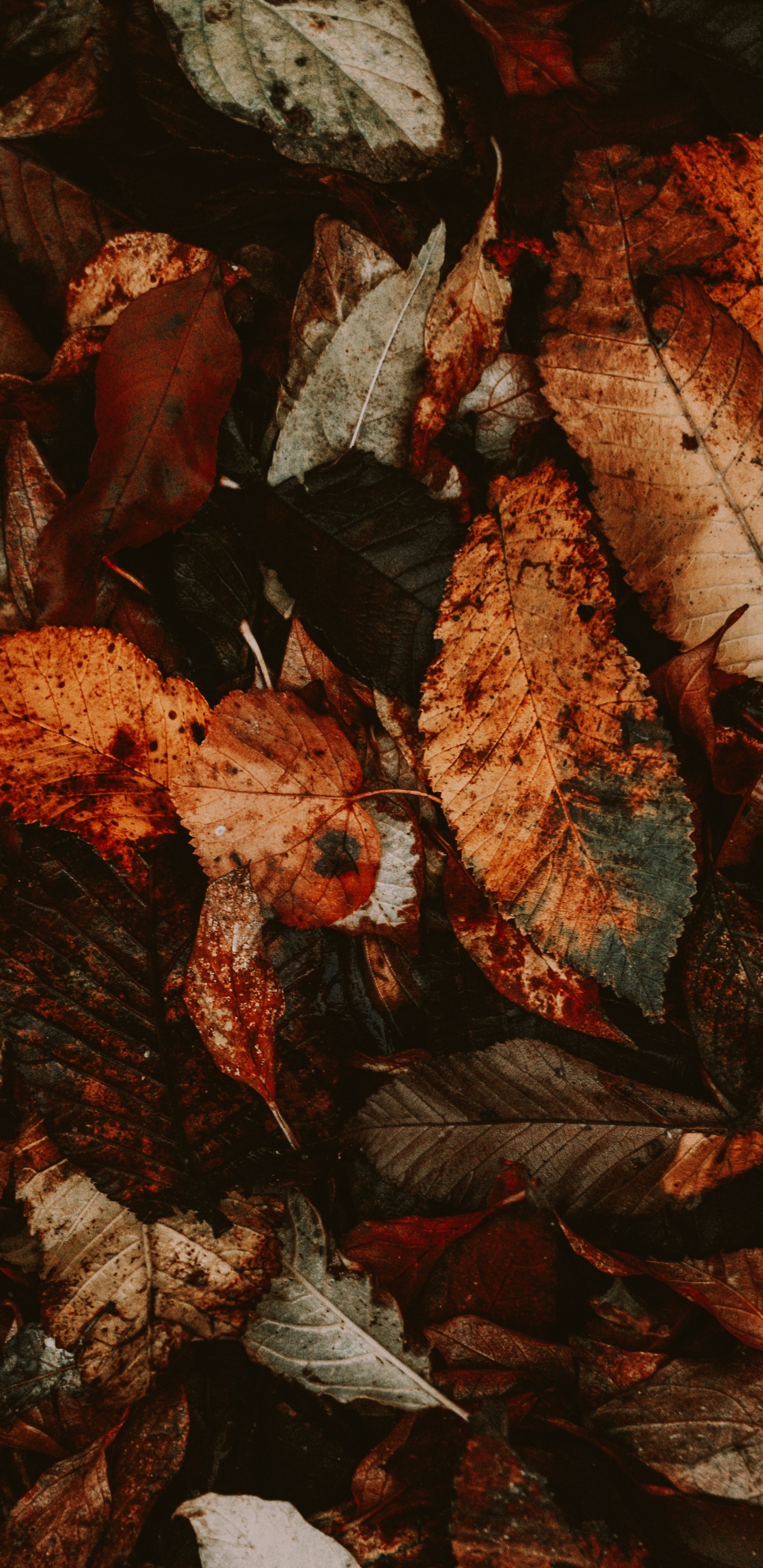 Обои лист, рок, растение, осень в разрешении 1440x2960