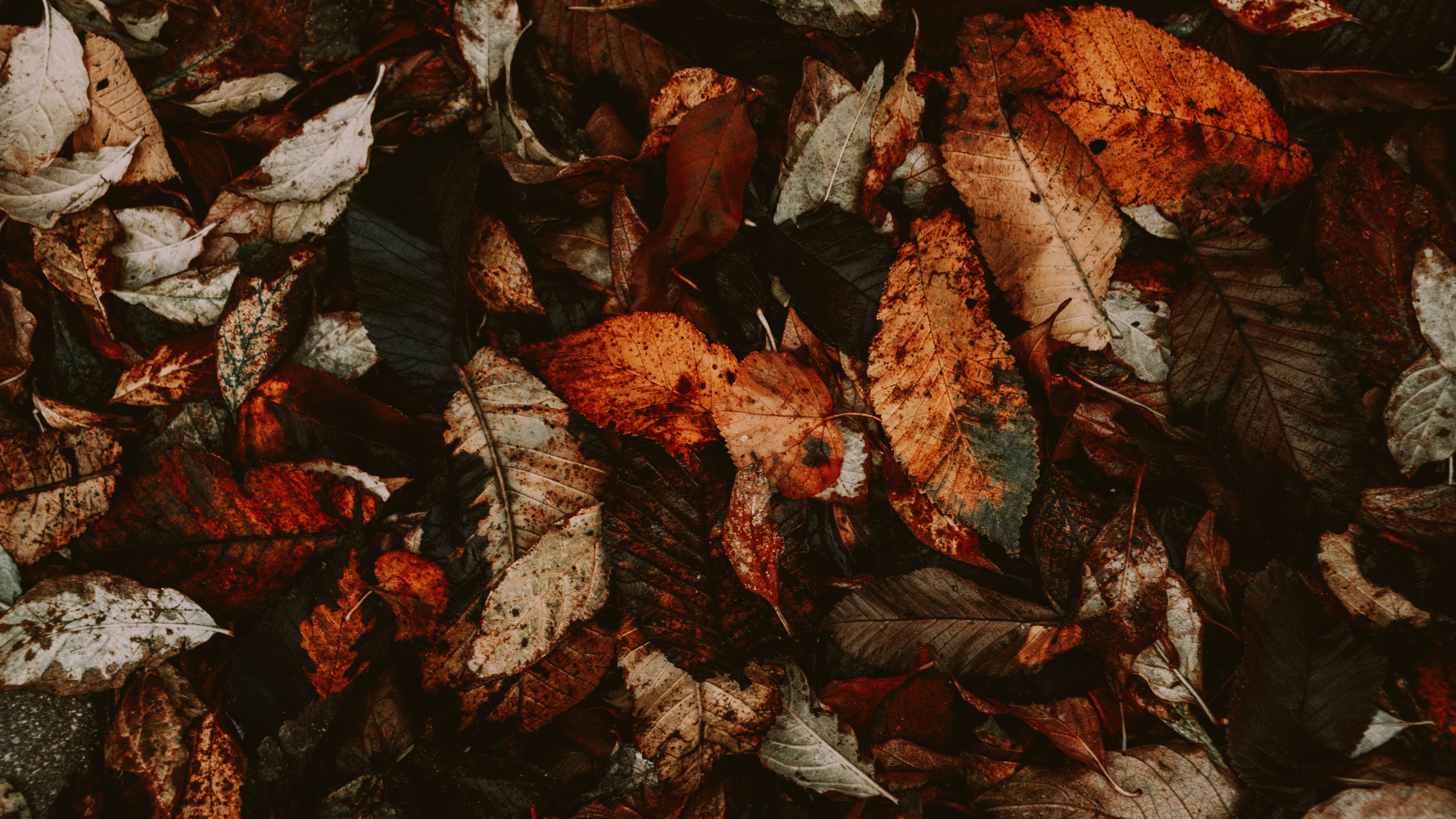 Обои лист, рок, растение, осень в разрешении 2560x1440