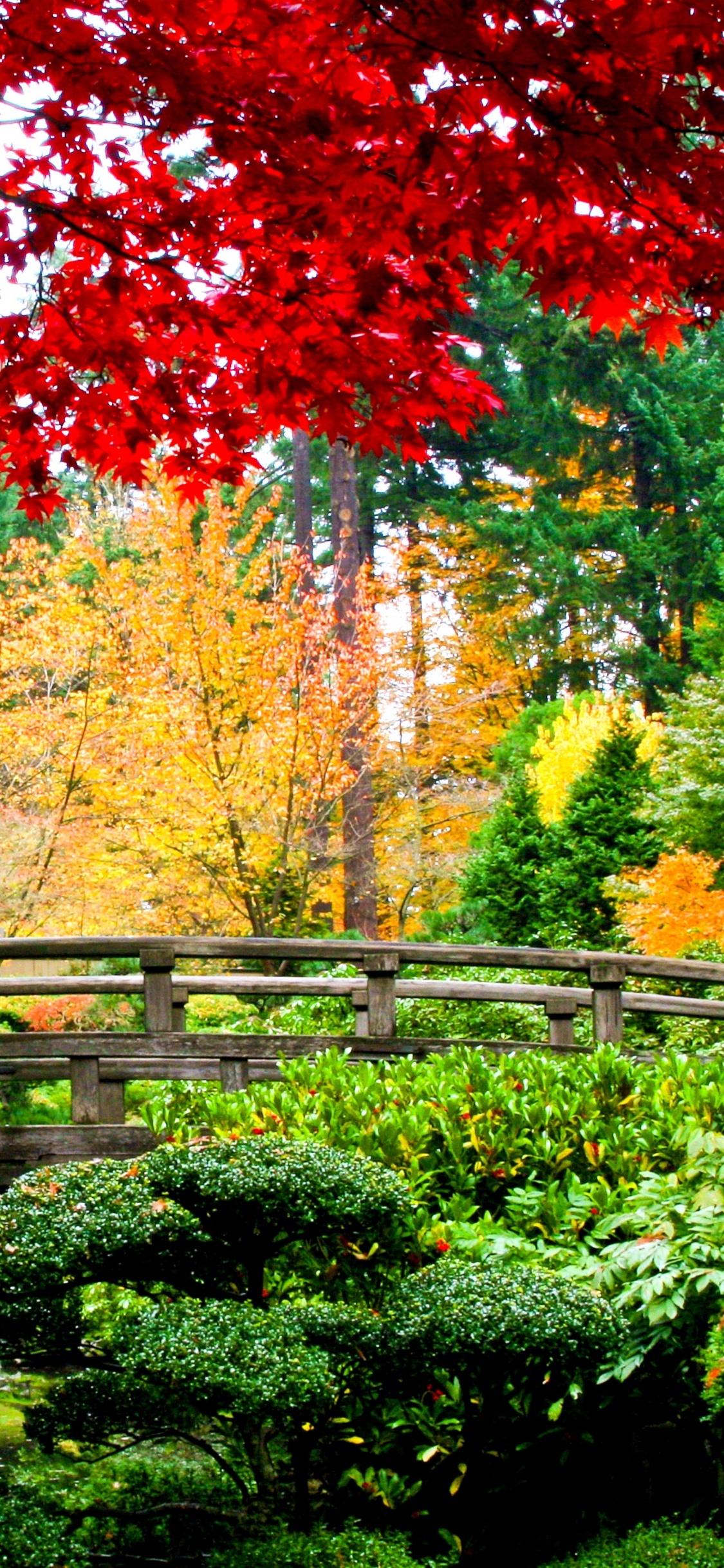 Обои азиатский сад, сад, японский сад, садовый дизайн, дерево в разрешении 1125x2436