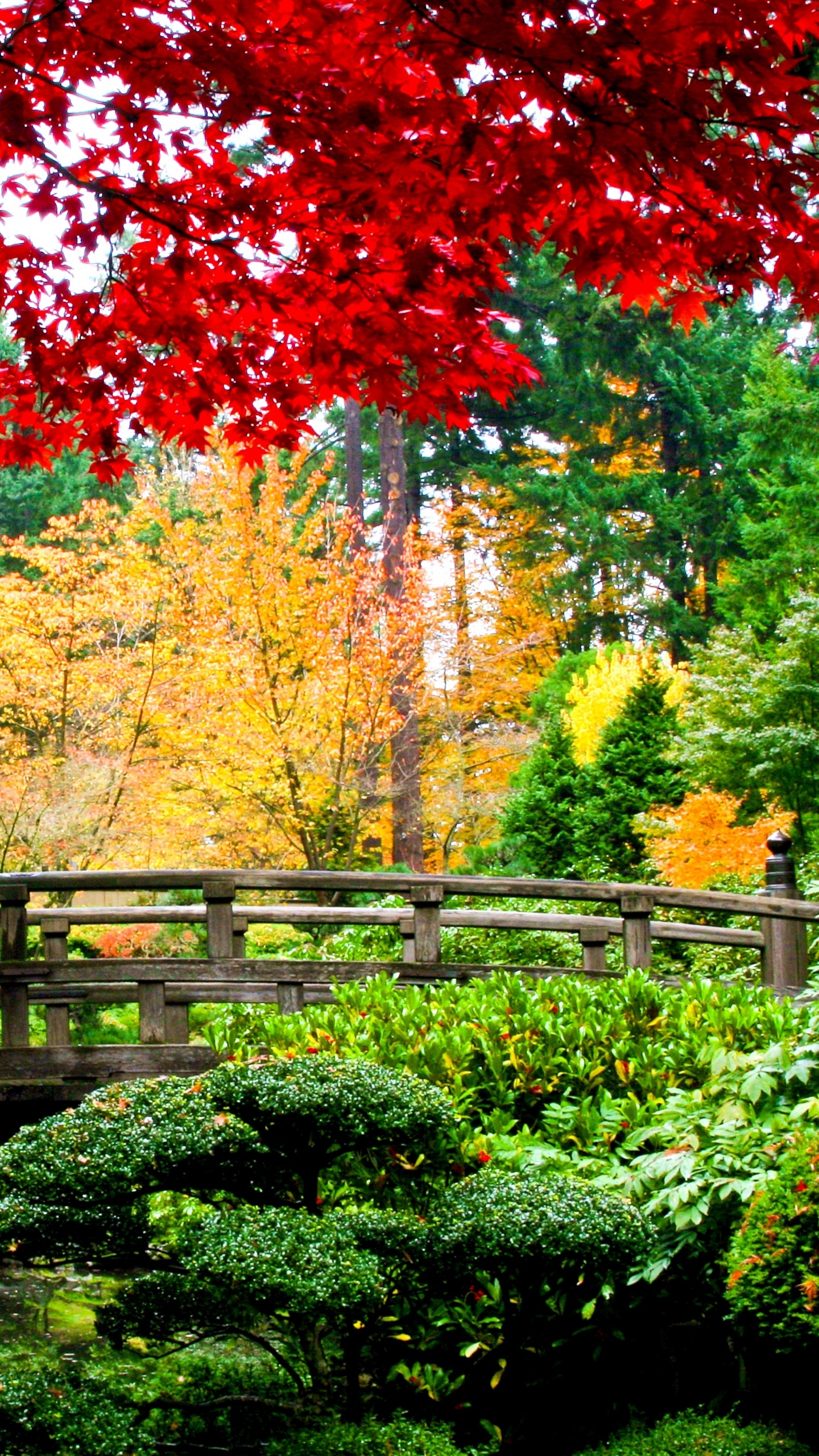 Обои азиатский сад, сад, японский сад, садовый дизайн, дерево в разрешении 1440x2560