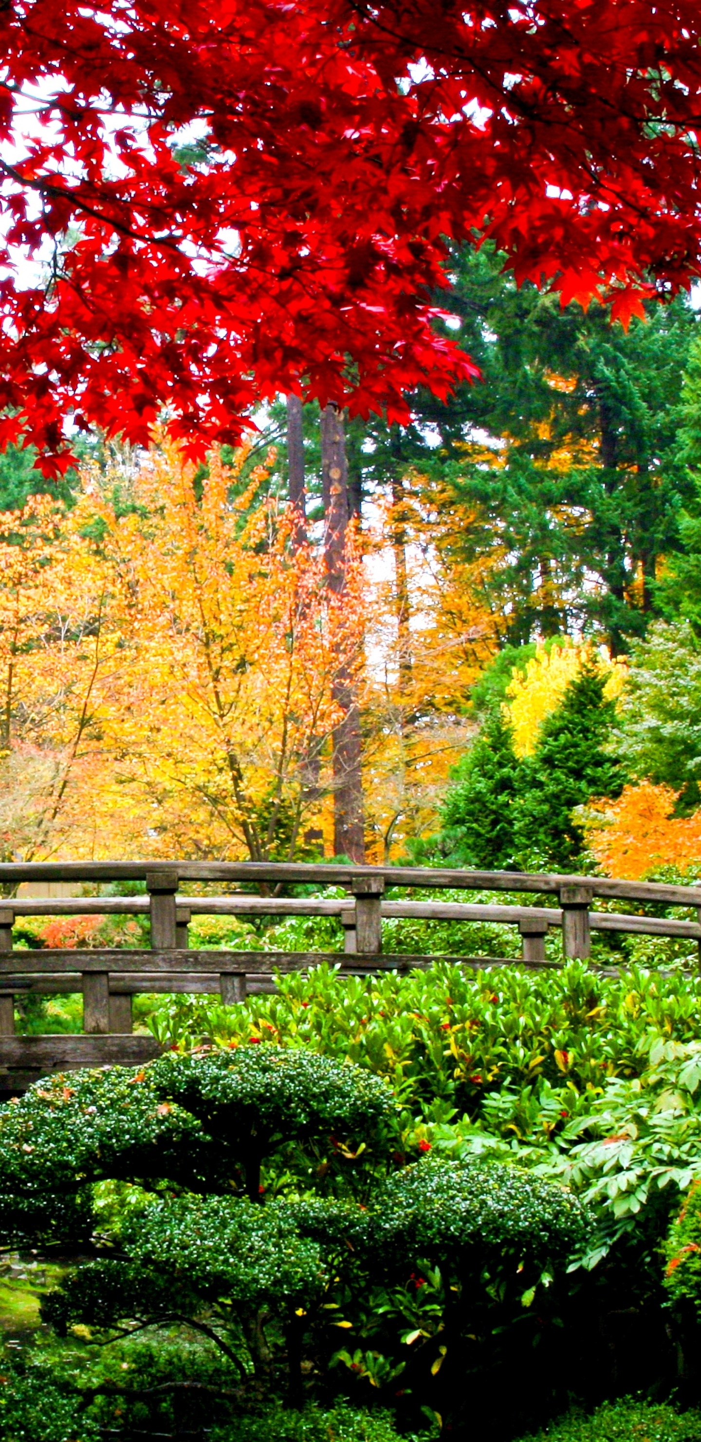 Обои азиатский сад, сад, японский сад, садовый дизайн, дерево в разрешении 1440x2960