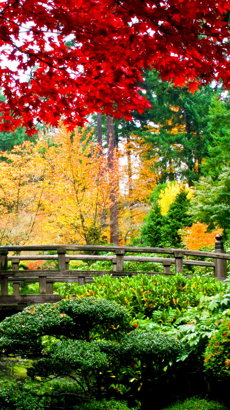 Обои азиатский сад, сад, японский сад, садовый дизайн, дерево в разрешении 750x1334