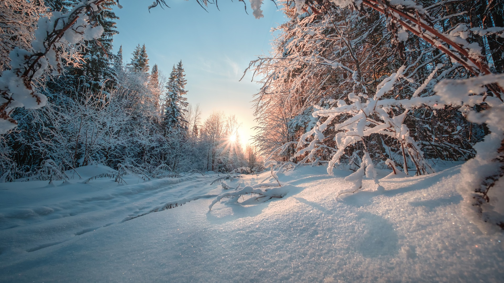 Обои снег, зима, природа, дерево, мороз в разрешении 1920x1080