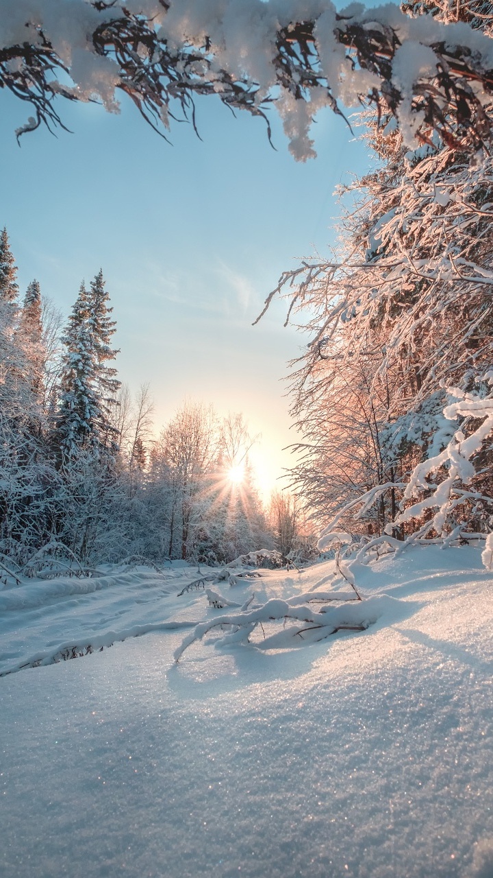 Обои снег, зима, природа, дерево, мороз в разрешении 720x1280