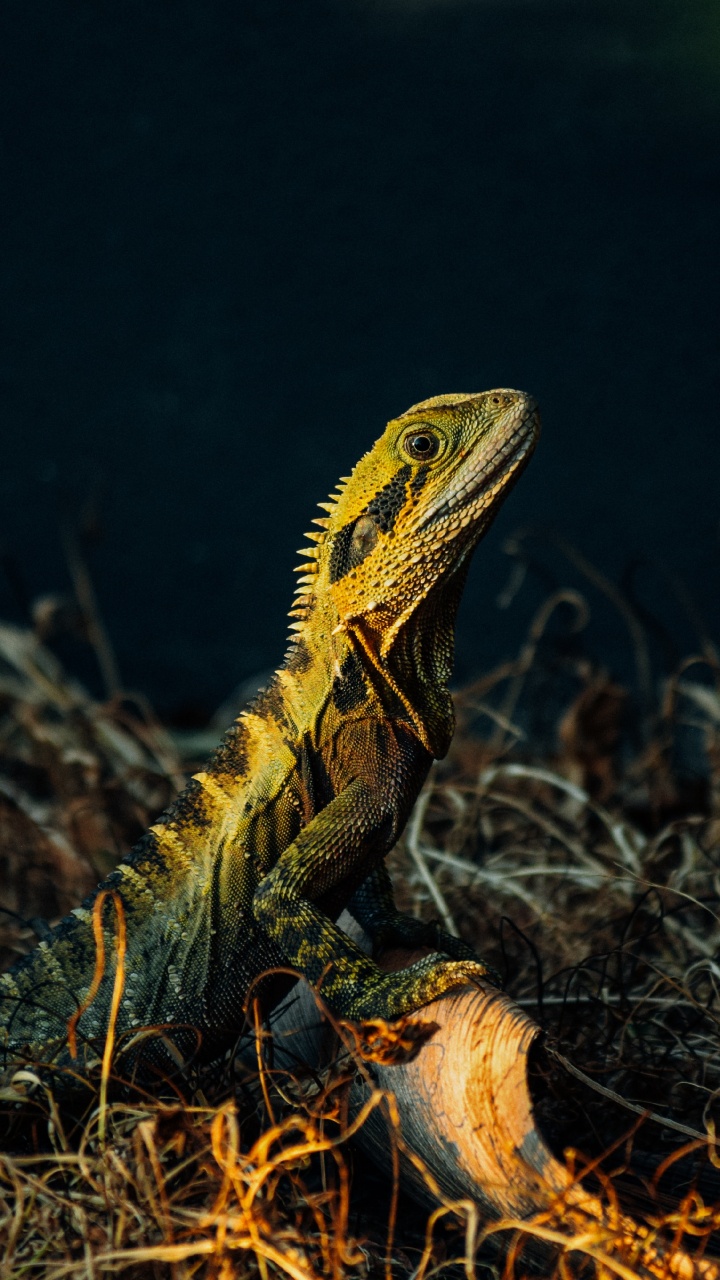 Обои общие игуаны, хамелеоны, игуана, Виргинская nubila, живая природа в разрешении 720x1280