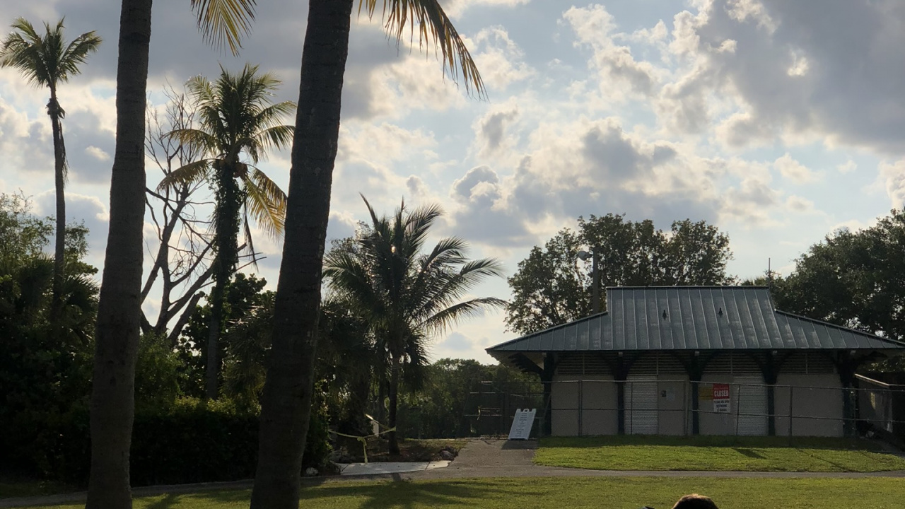 Обои пальмовые рощи, дерево, древесные растения, Пальма, тропическая зона в разрешении 1280x720