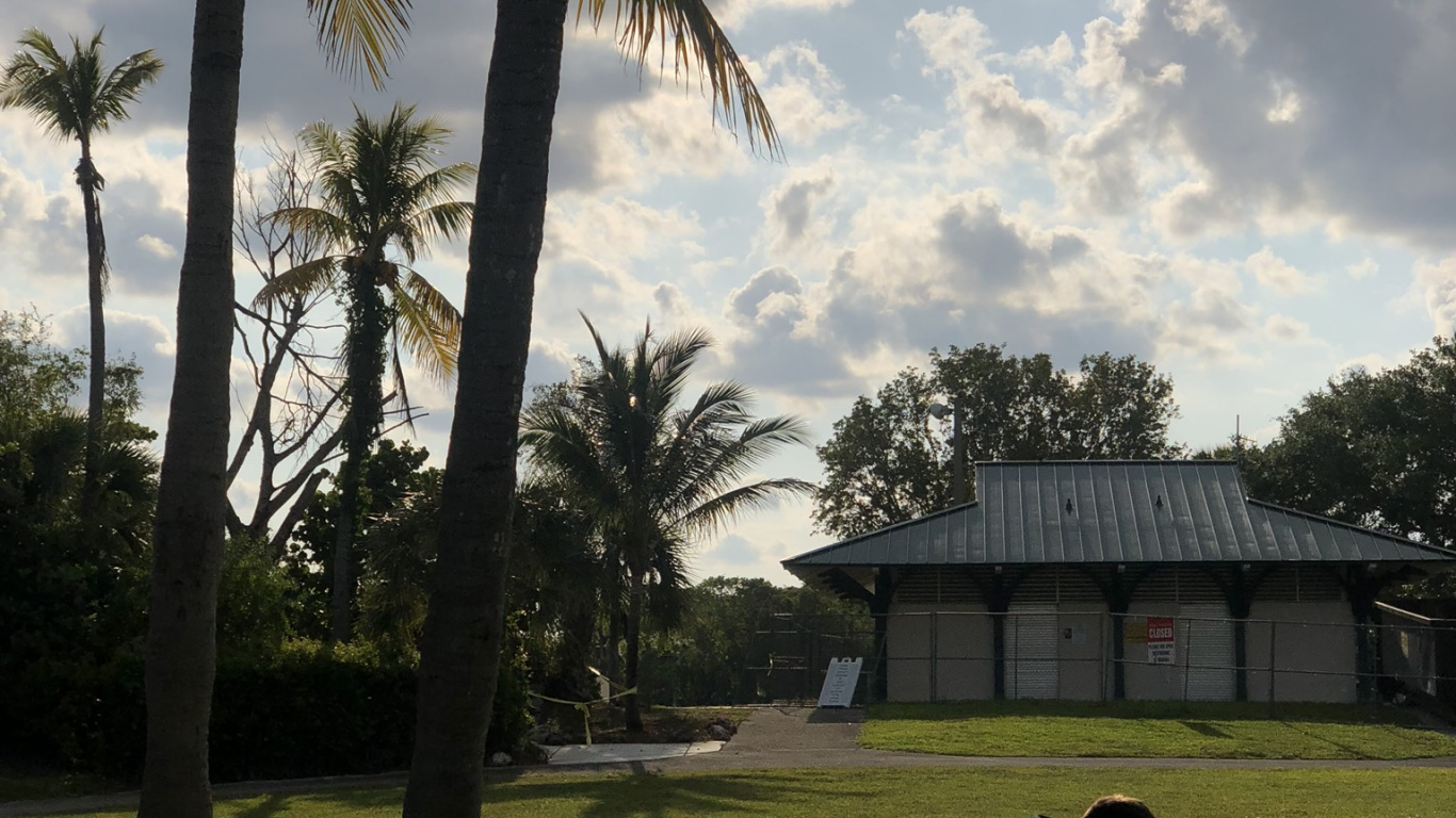 Обои пальмовые рощи, дерево, древесные растения, Пальма, тропическая зона в разрешении 1366x768