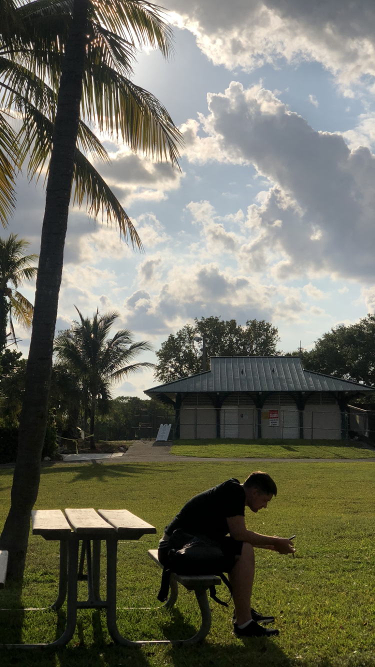 Обои пальмовые рощи, дерево, древесные растения, Пальма, тропическая зона в разрешении 750x1334