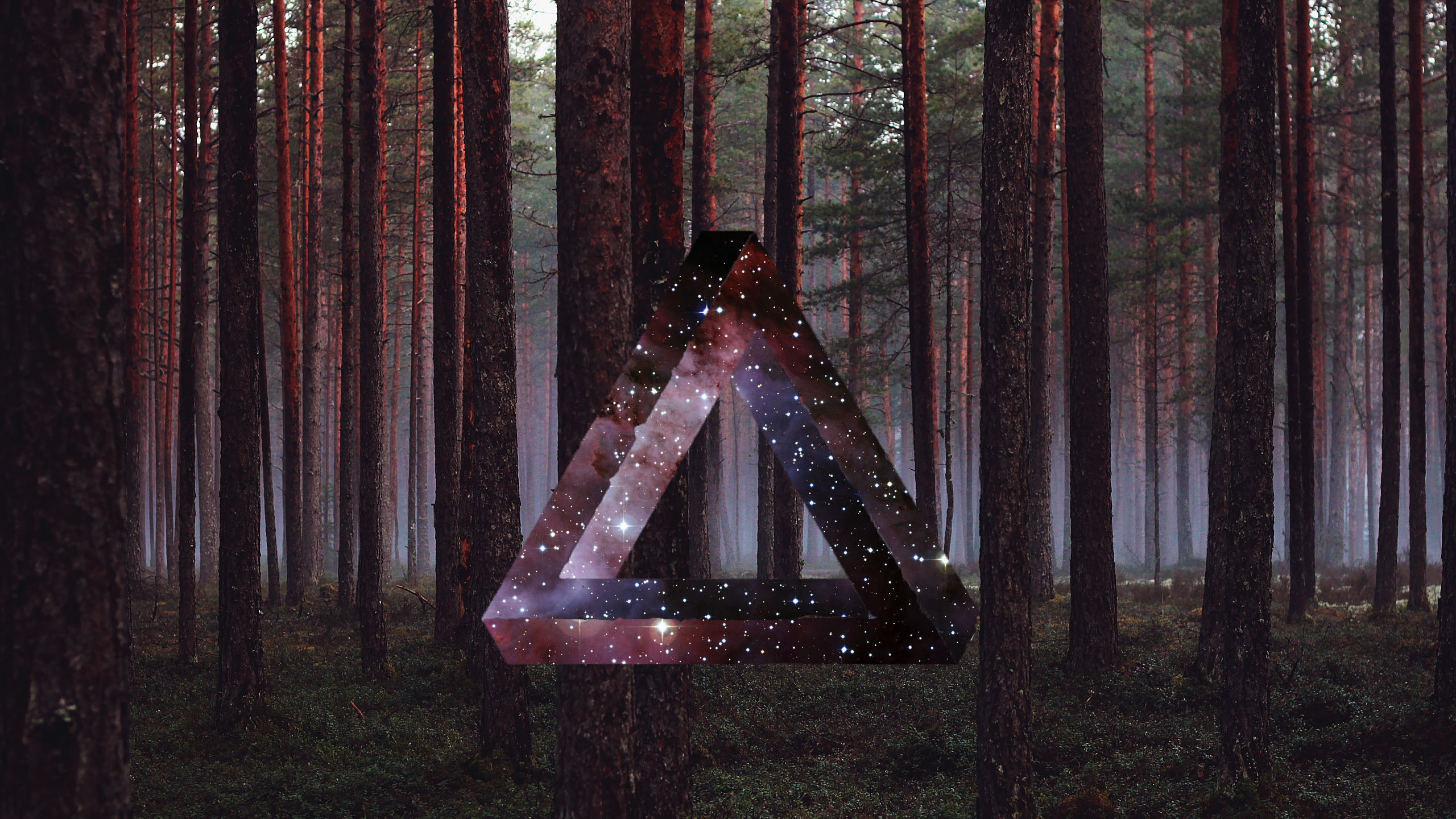 Обои лес, дерево, свет, лесистая местность, Информация в разрешении 2560x1440