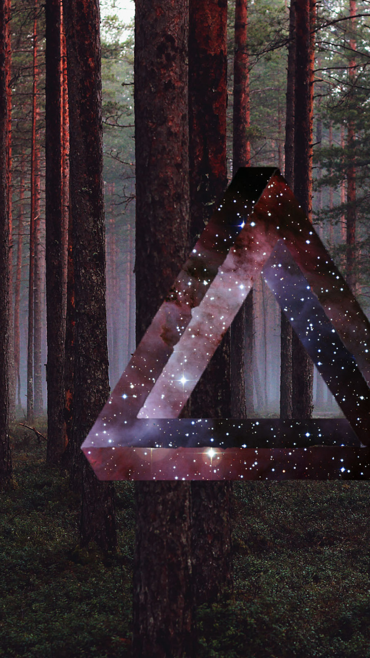 Обои лес, дерево, свет, лесистая местность, Информация в разрешении 750x1334