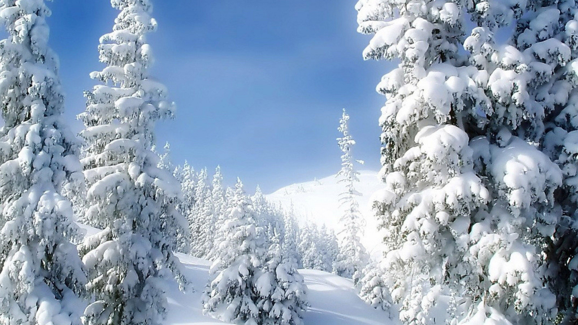 Обои зима, снег, дерево, мороз, замораживание в разрешении 1920x1080