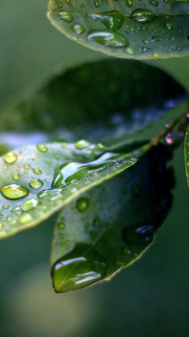 Обои роса, влага, вода, падение, дерево в разрешении 720x1280