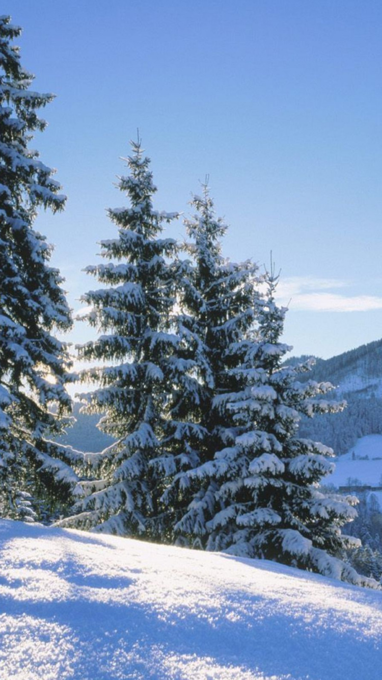 Обои снег, зима, дерево, высокое качество природа, природа в разрешении 750x1334