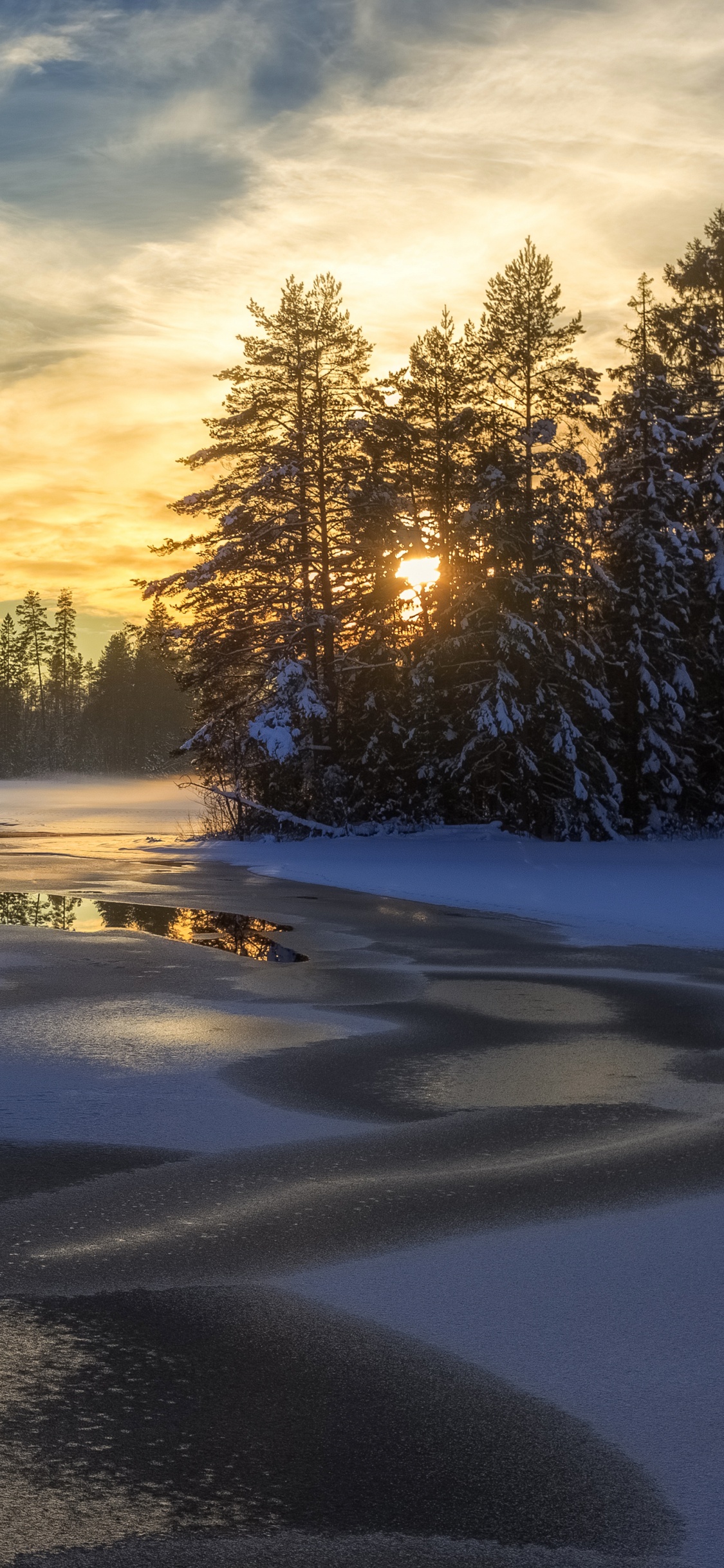 Обои снег, зима, природа, дерево, замораживание в разрешении 1125x2436