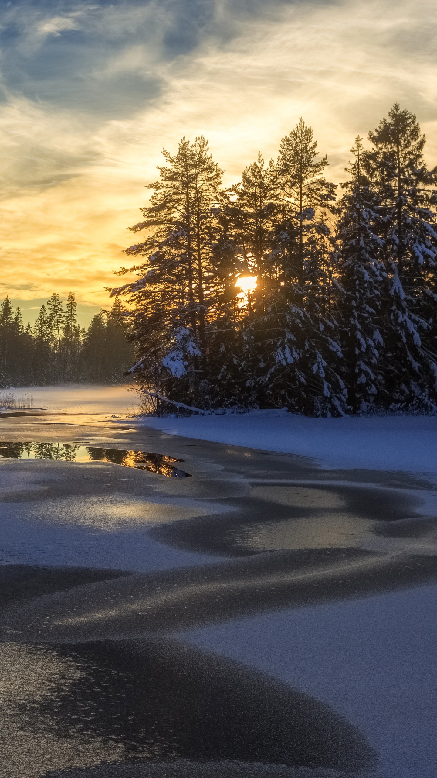 Обои снег, зима, природа, дерево, замораживание в разрешении 1440x2560