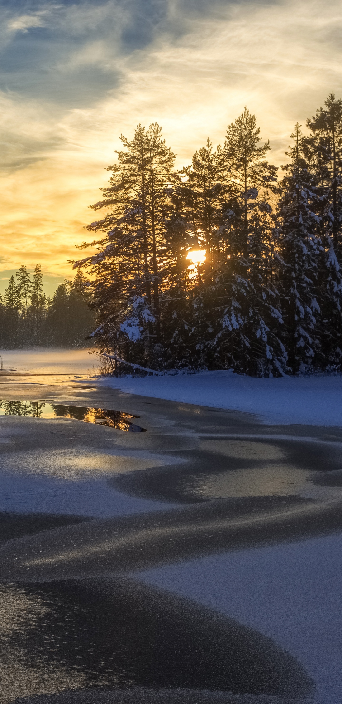 Обои снег, зима, природа, дерево, замораживание в разрешении 1440x2960