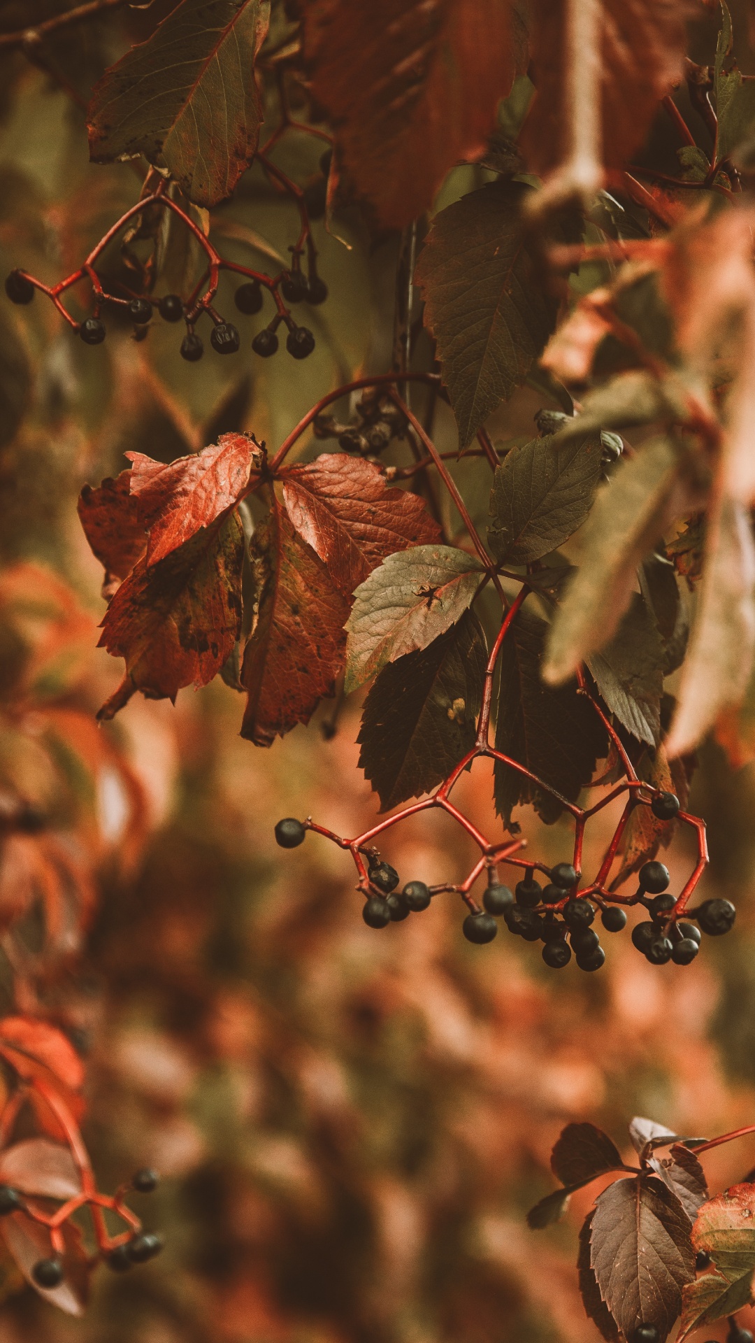 Обои рассада, древесные растения, ветвь, дерево, ботаники в разрешении 1080x1920