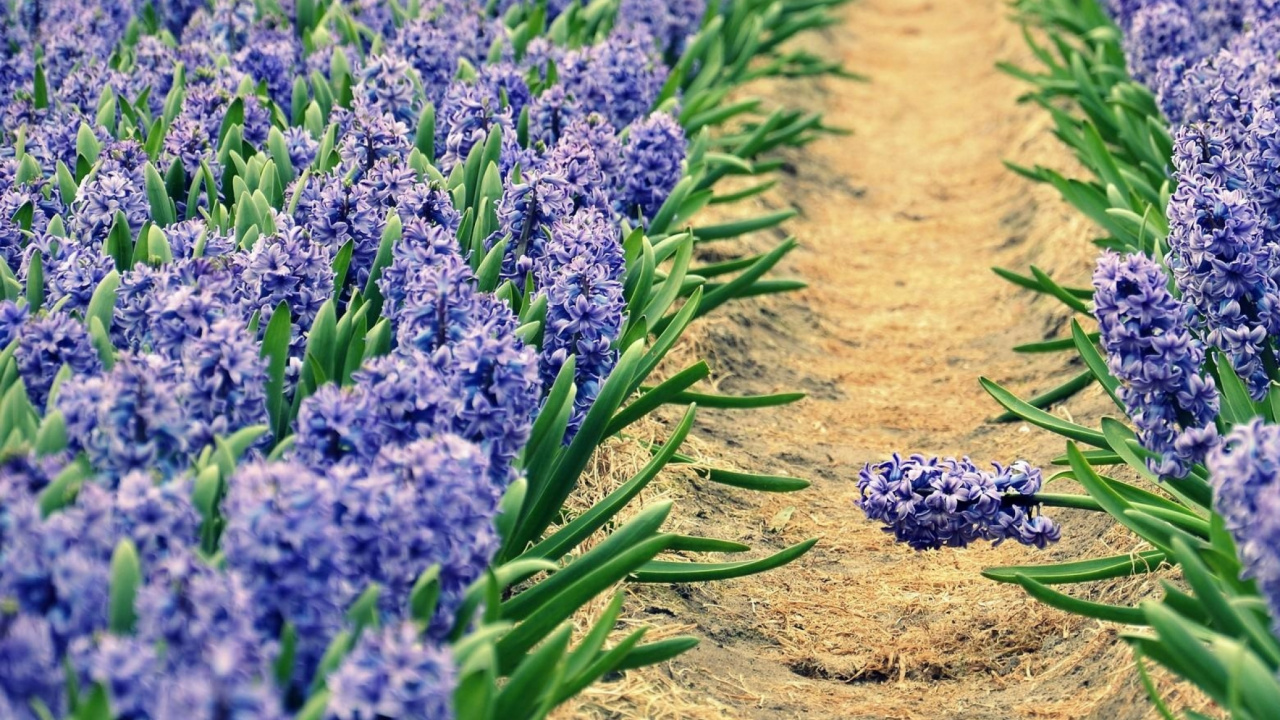 Обои гиацинт, цветковое растение, лаванда, растение, английский лаванды в разрешении 1280x720