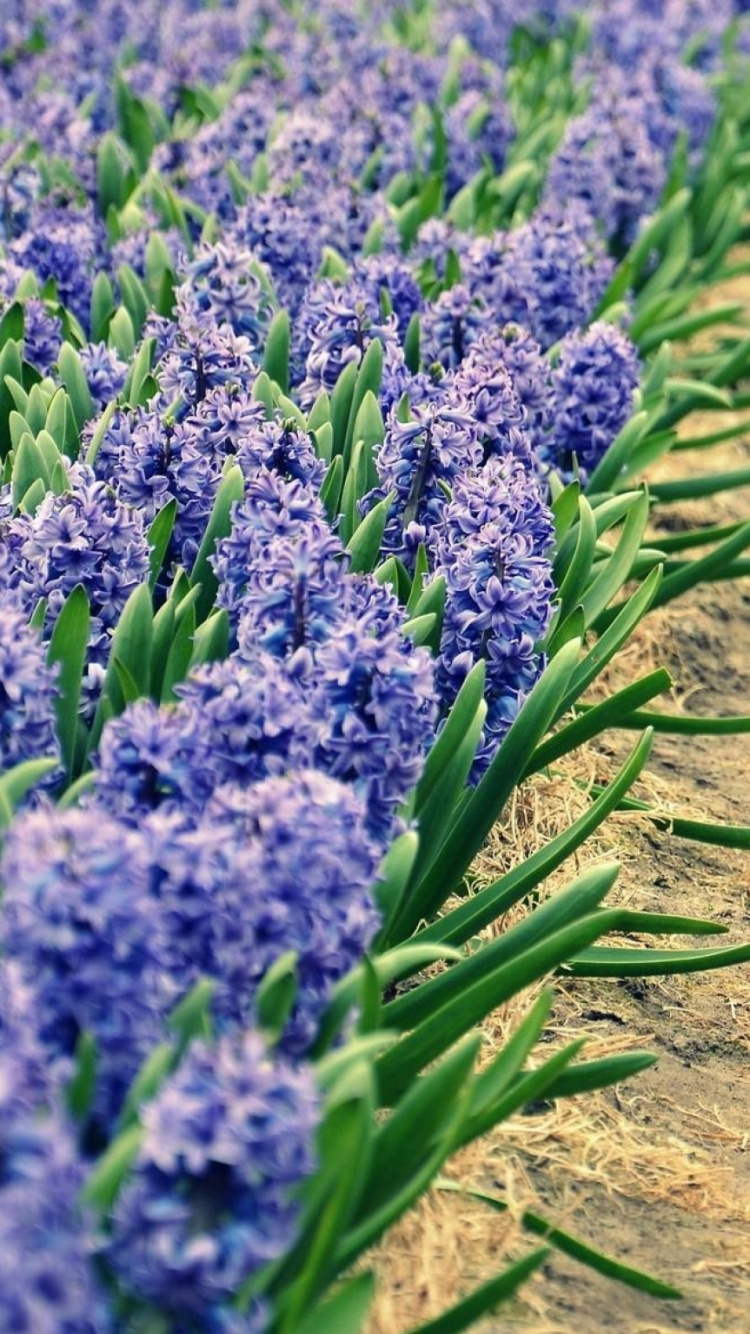 Обои гиацинт, цветковое растение, лаванда, растение, английский лаванды в разрешении 750x1334