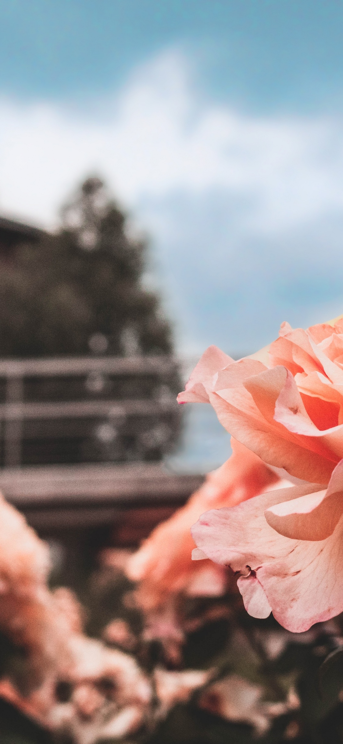 Обои цветок, небо, весна, семья Роуз, красота в разрешении 1125x2436